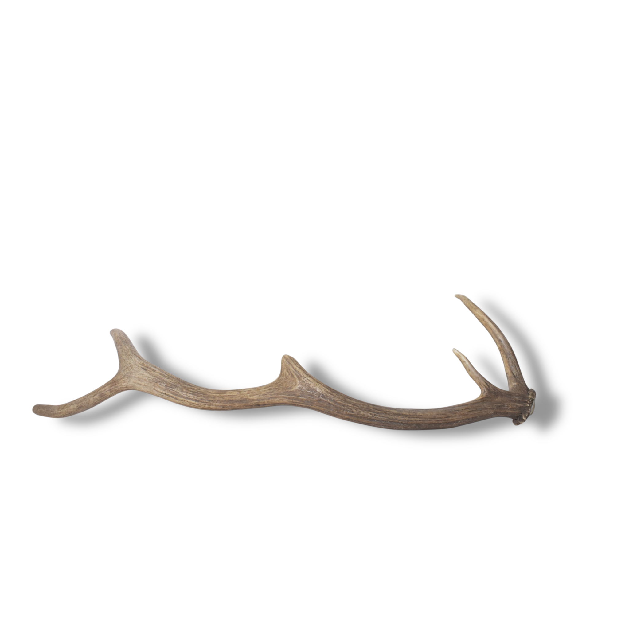 Elk Antler | Small Size | 150