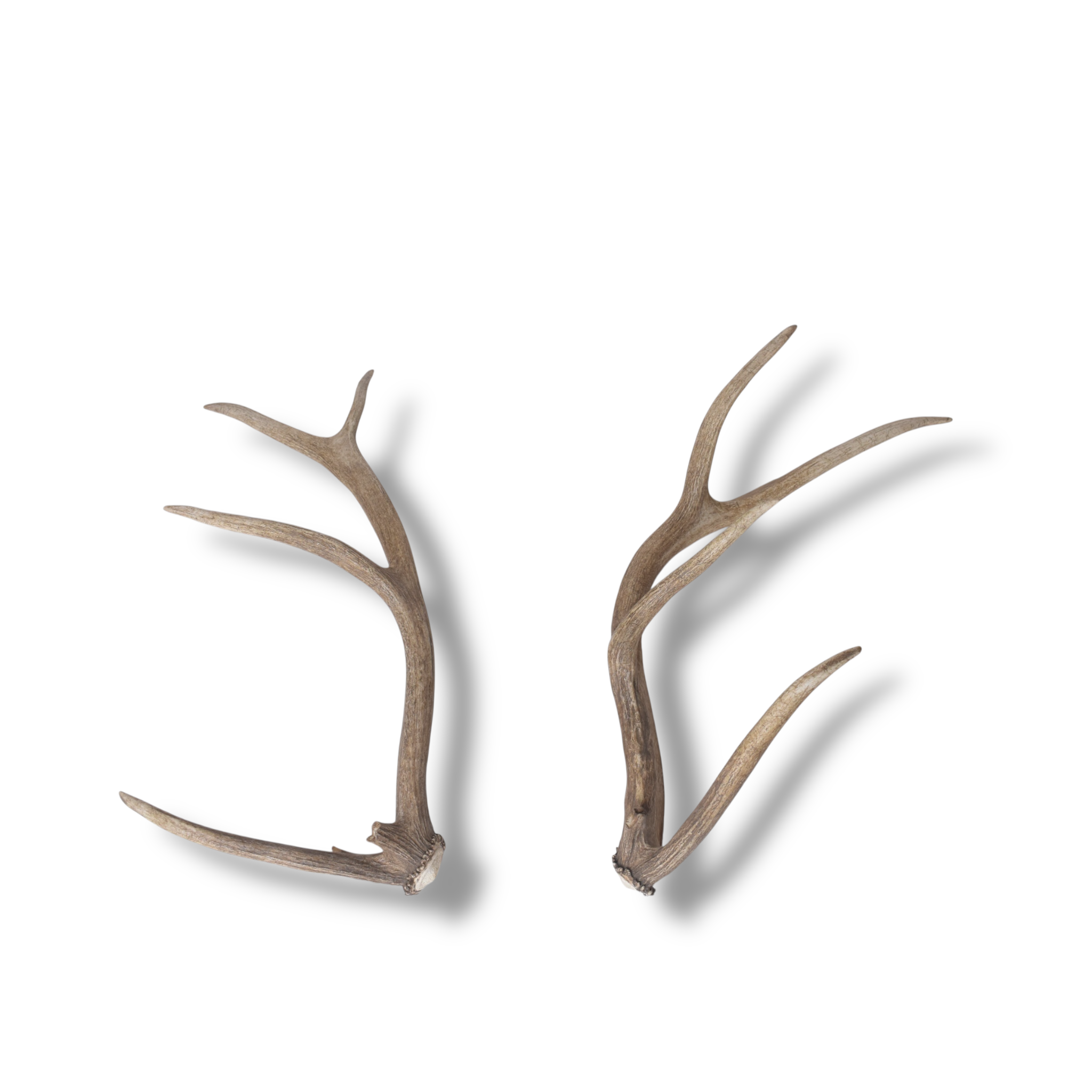 Elk Antler Set | Small | 151