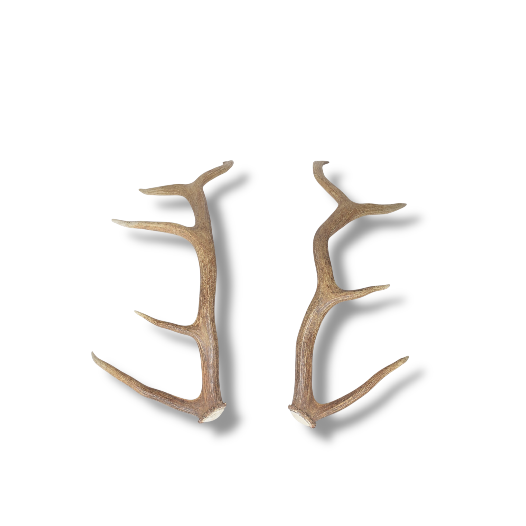 Elk Antler Set | Medium | 153