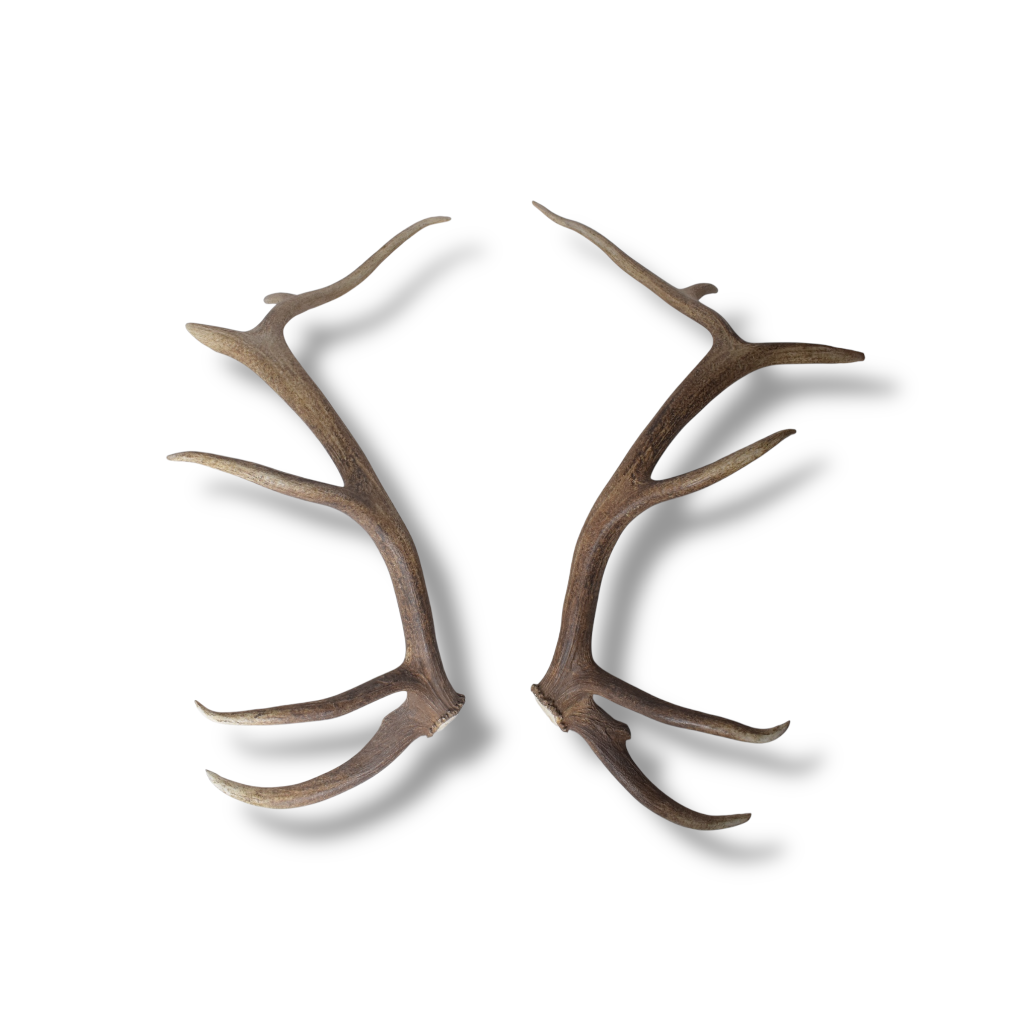 Elk Antler Set | Extra-Large | 155