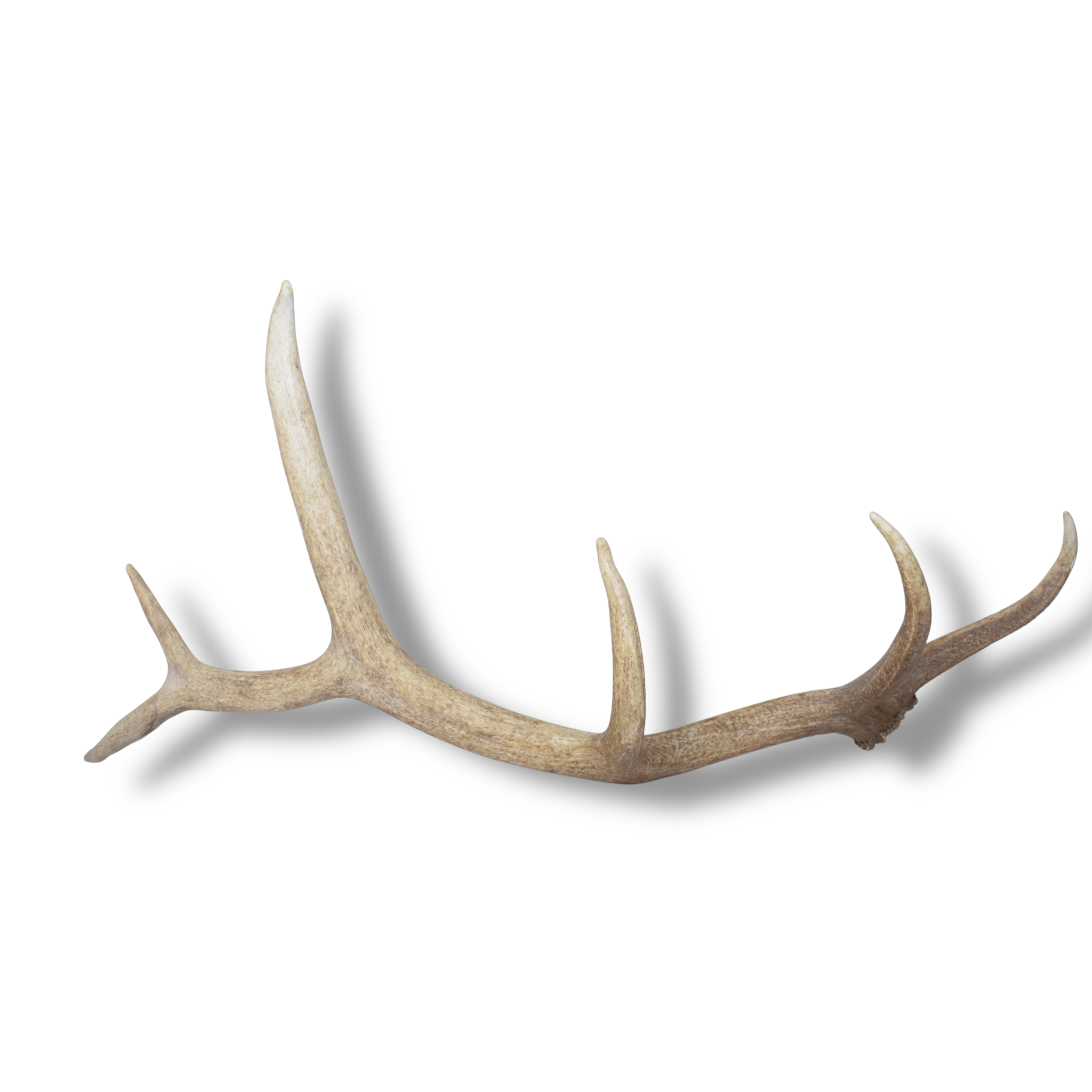 Elk Antler | Medium Size | 160