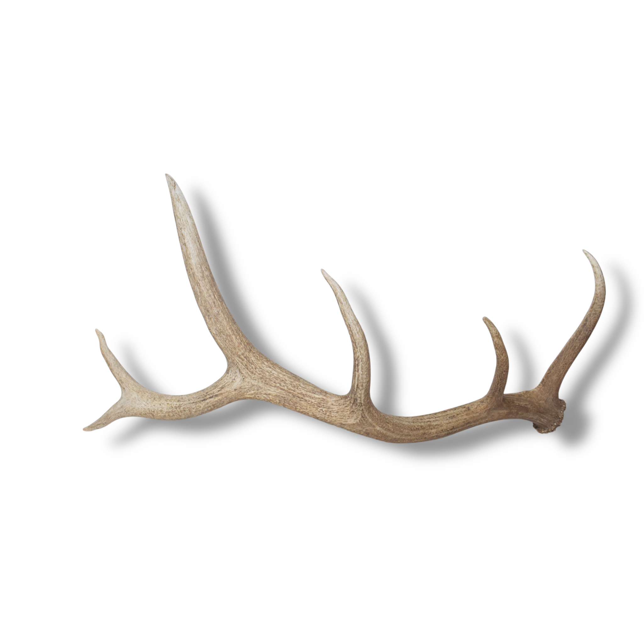 Elk Antler | Large Size | 161
