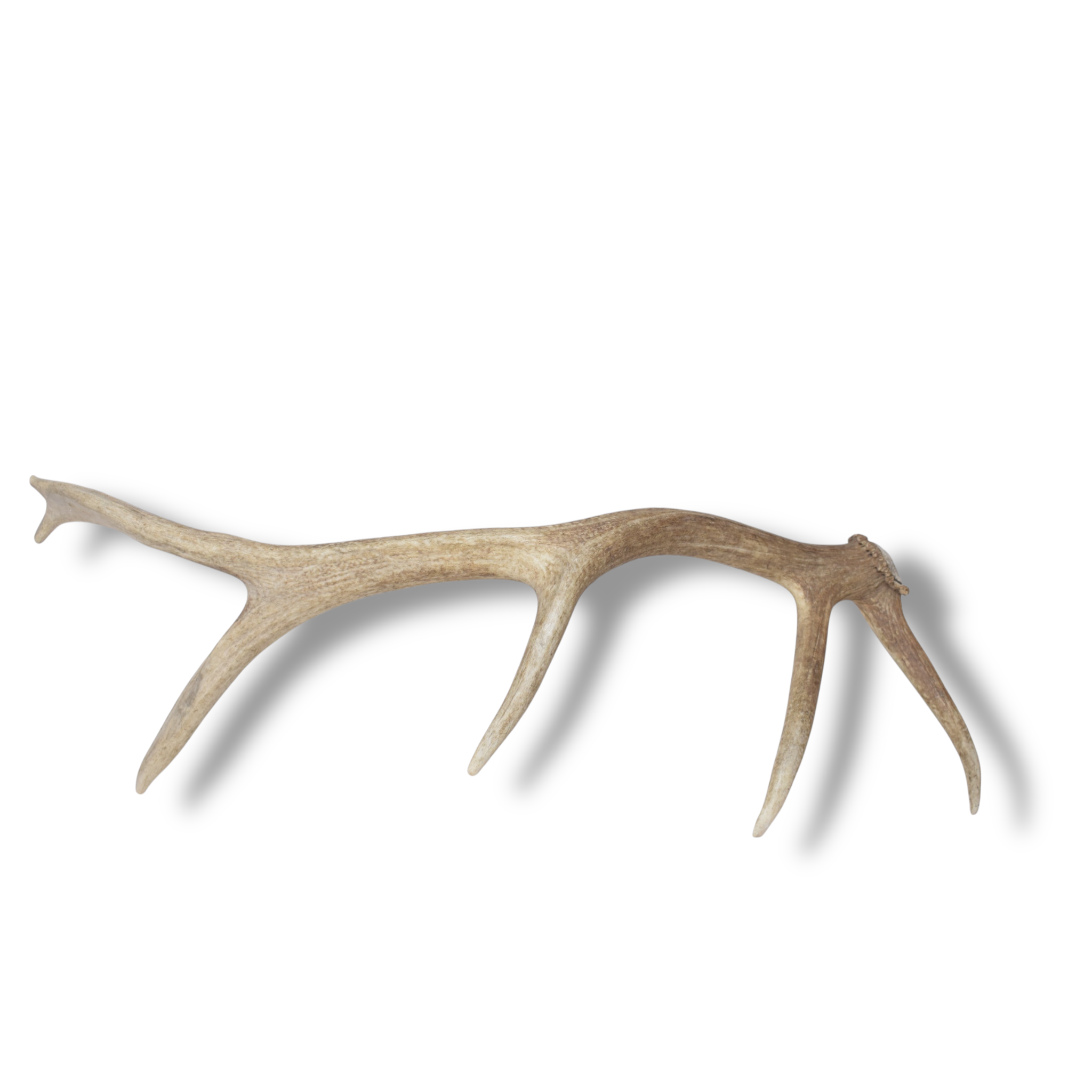 Elk Antler | Small Size | 158