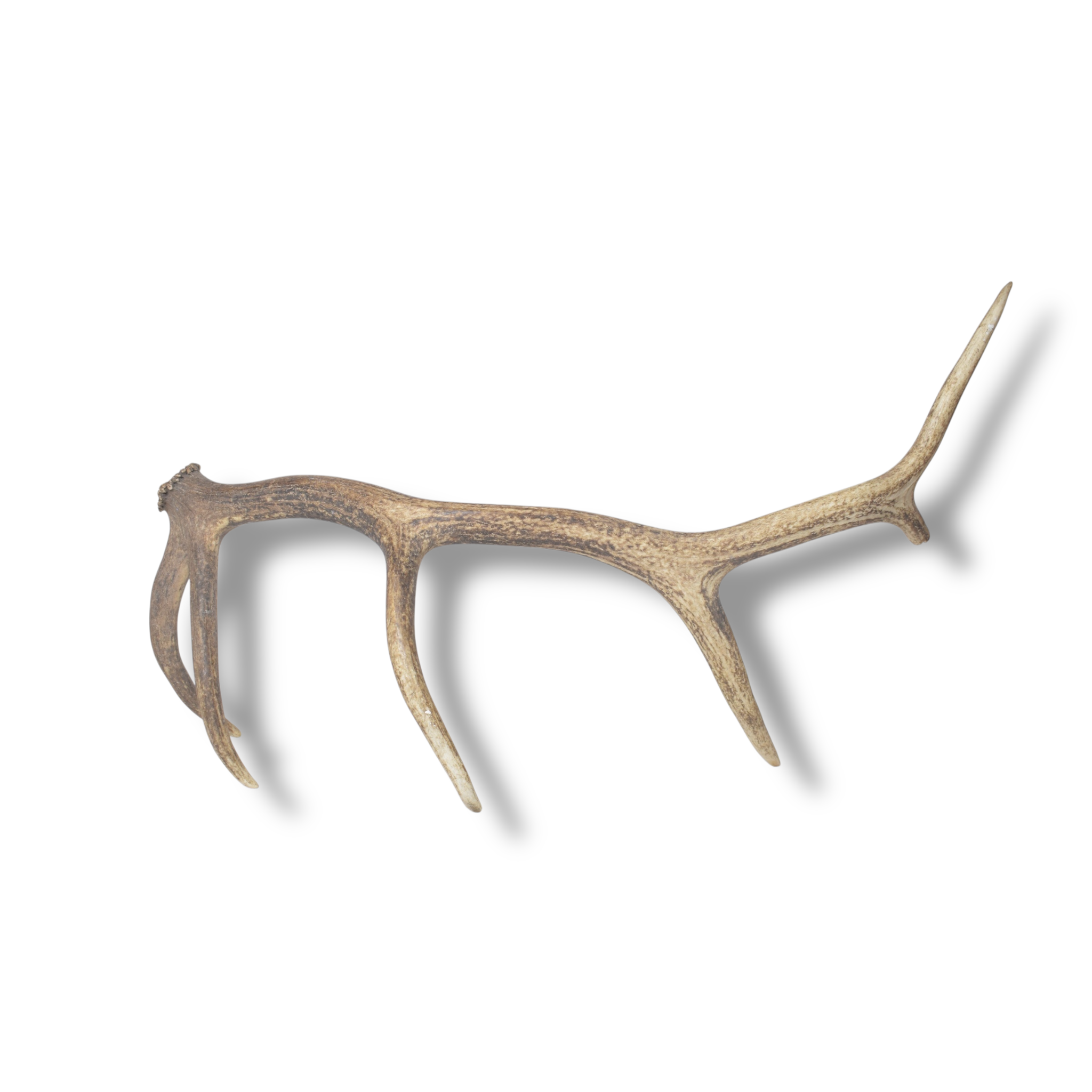 Elk Antler | Medium Size | 159