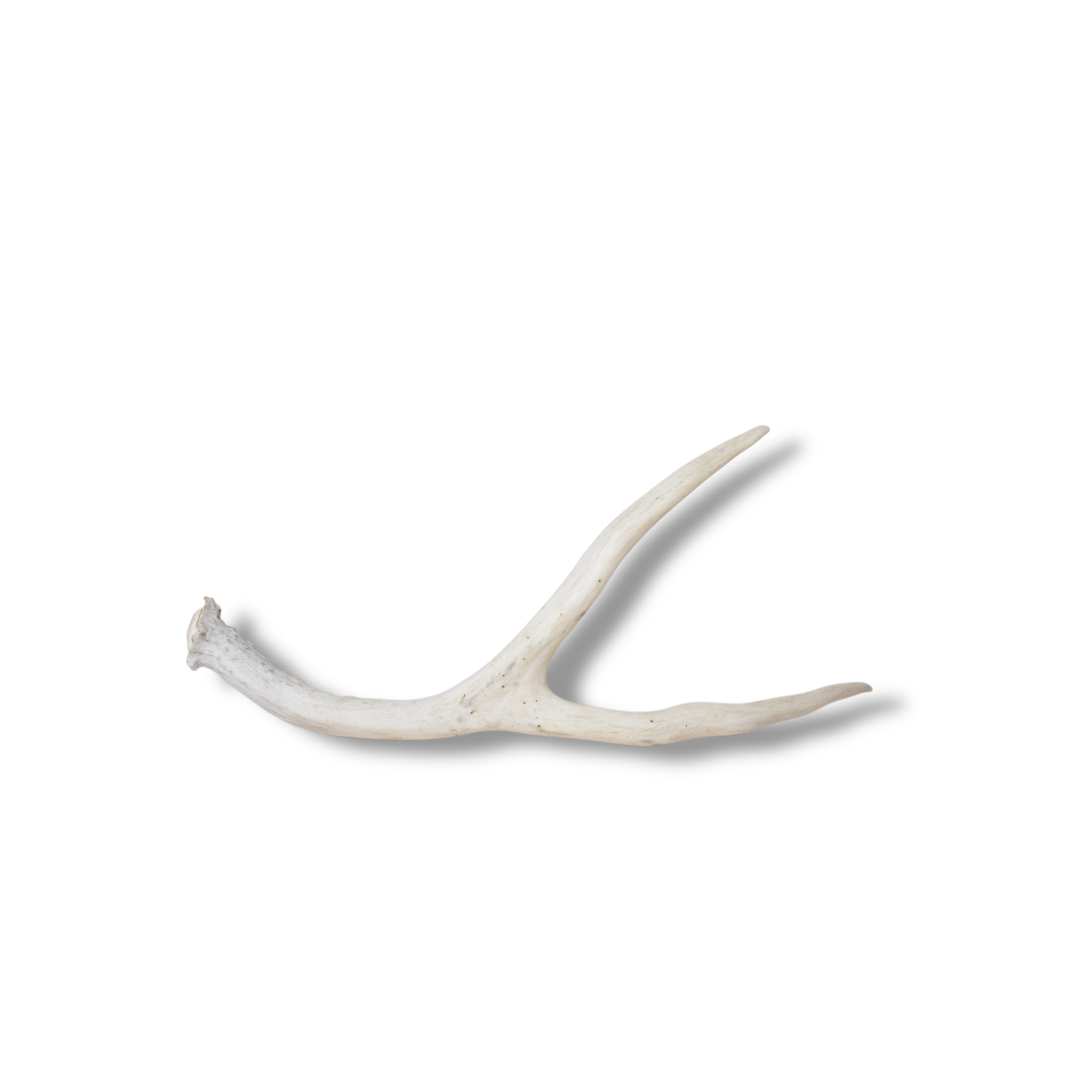 Mule Deer Antler | Small Size | 65