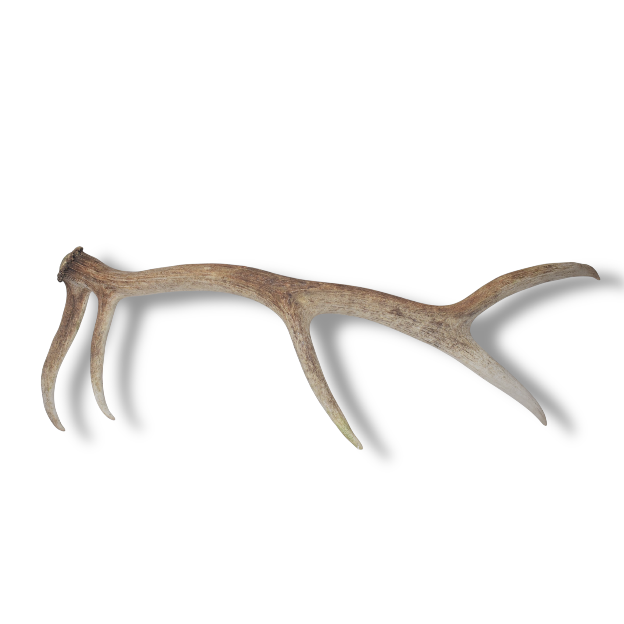 Elk Antler | Medium Size | 162