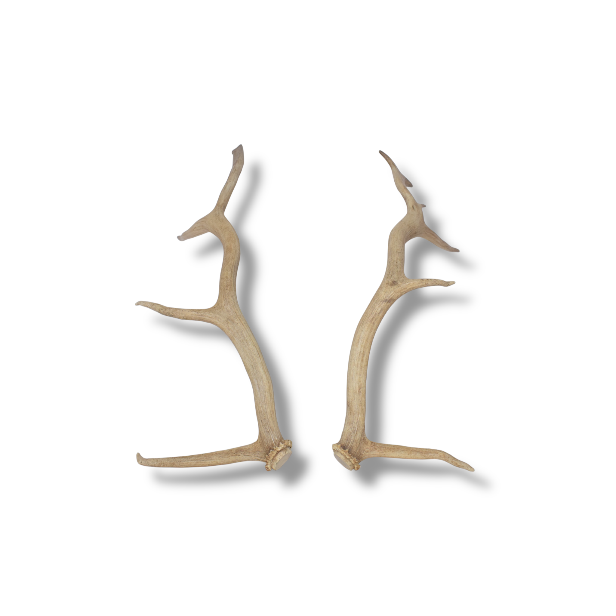 Elk Antler Set | Small | 163