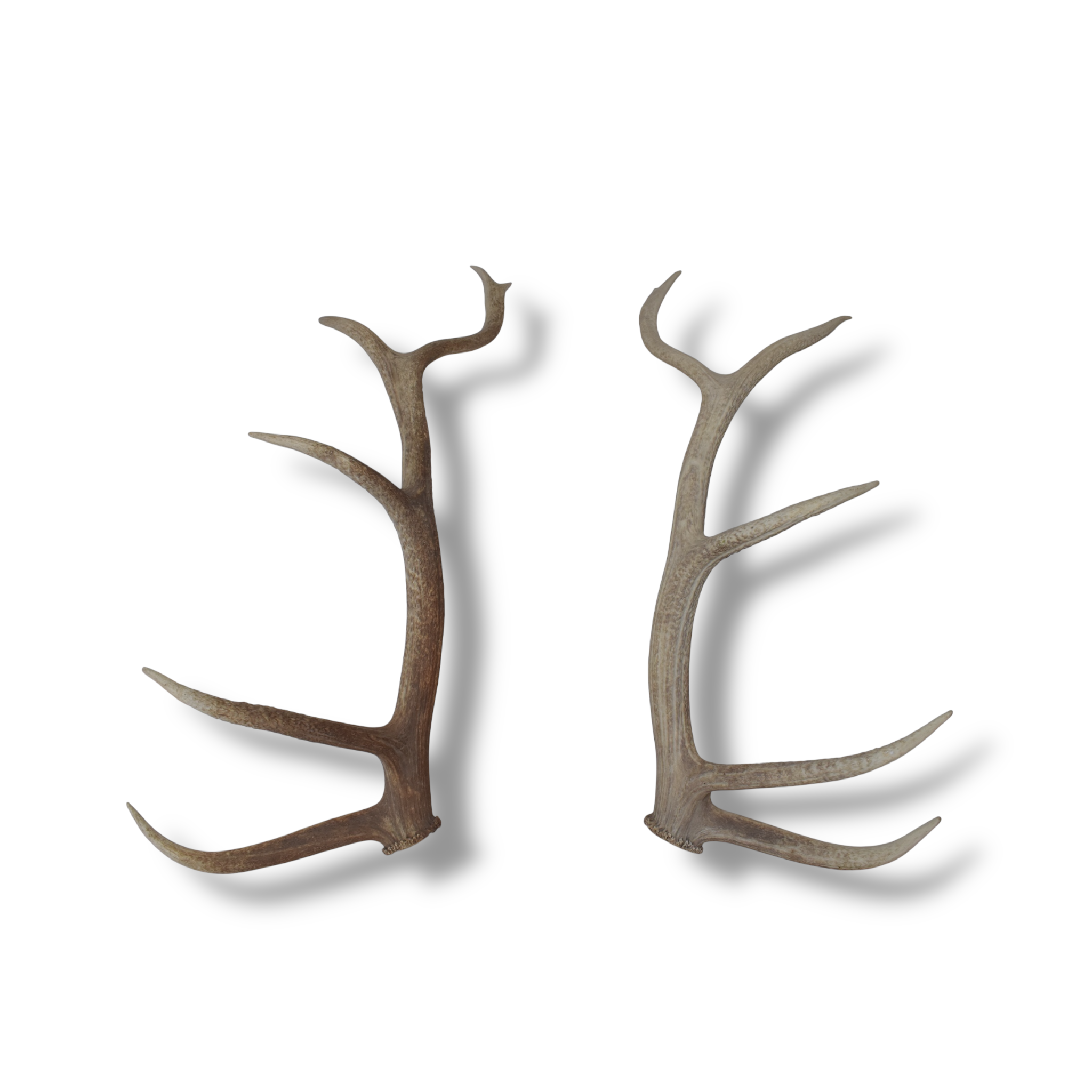Elk Antler Set | Large | 164