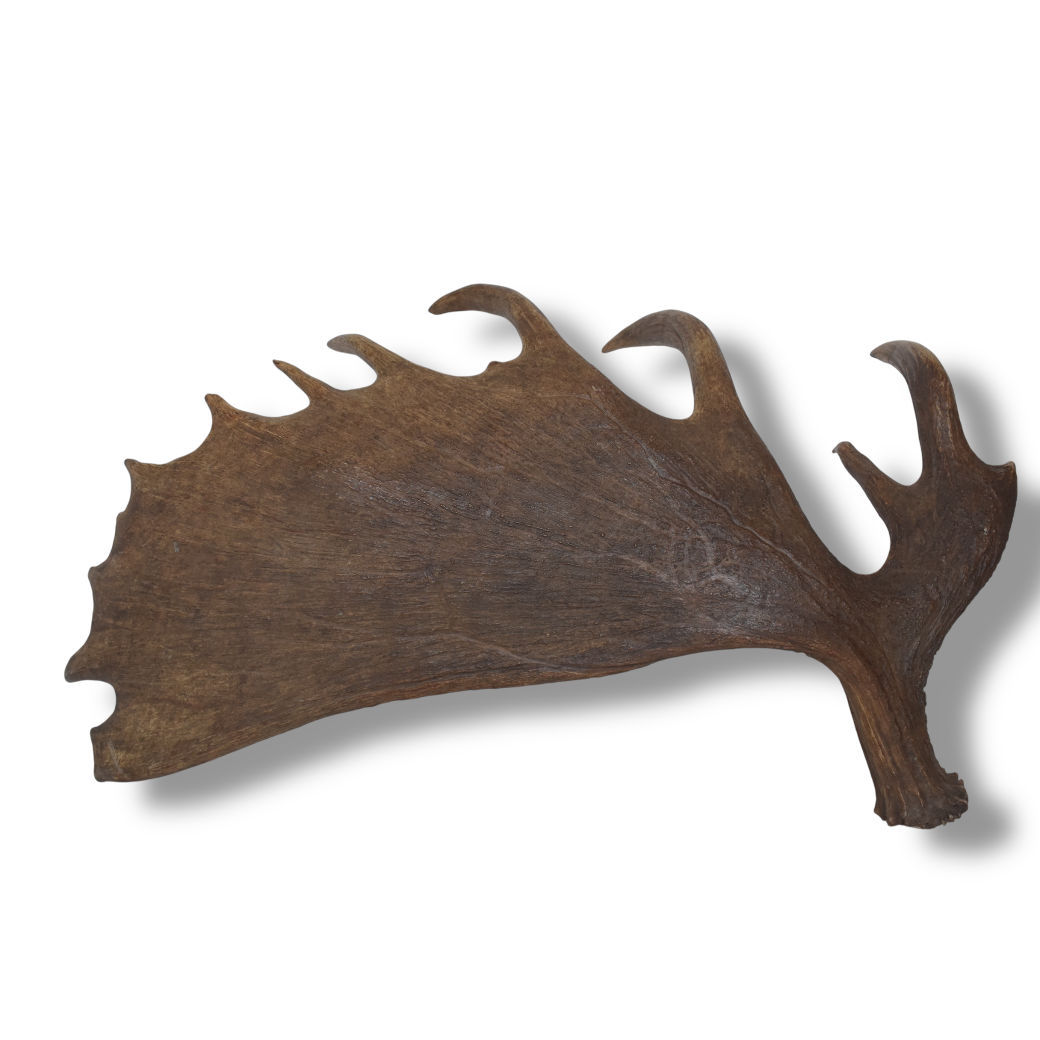 Moose Antler | Extra-Large | 14