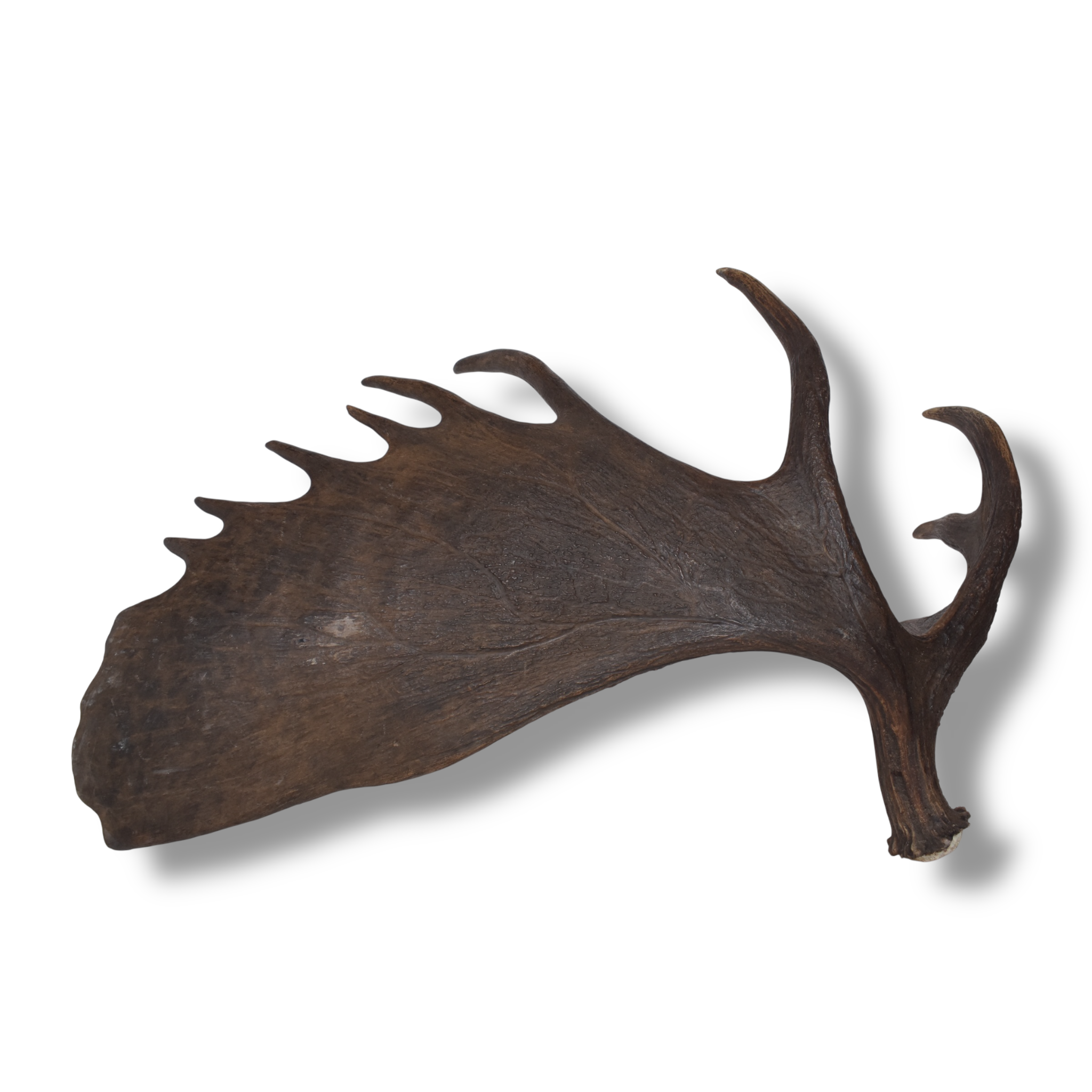 Moose Antler | Extra-Large | 13