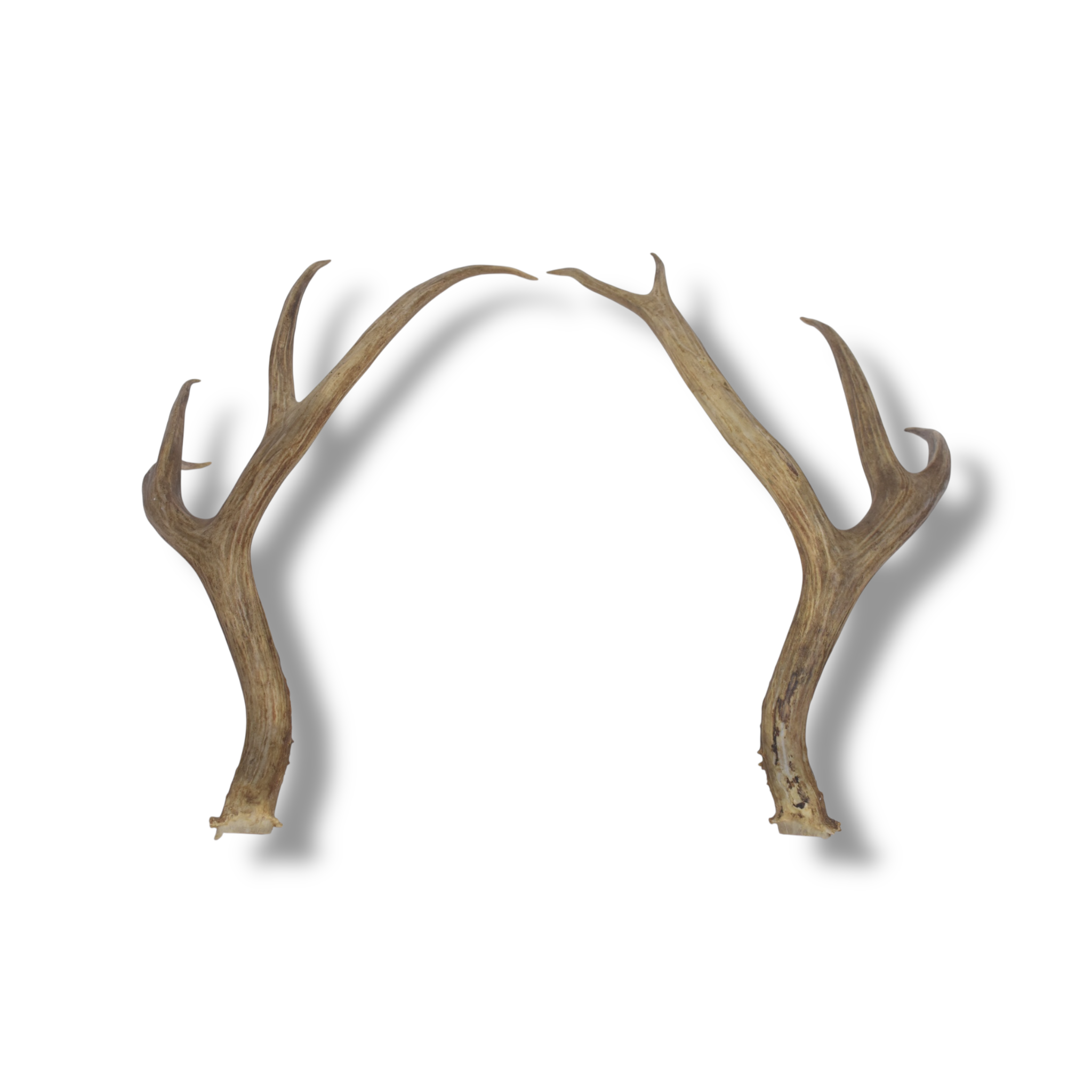 Mule Deer Antler Set | Large | 66