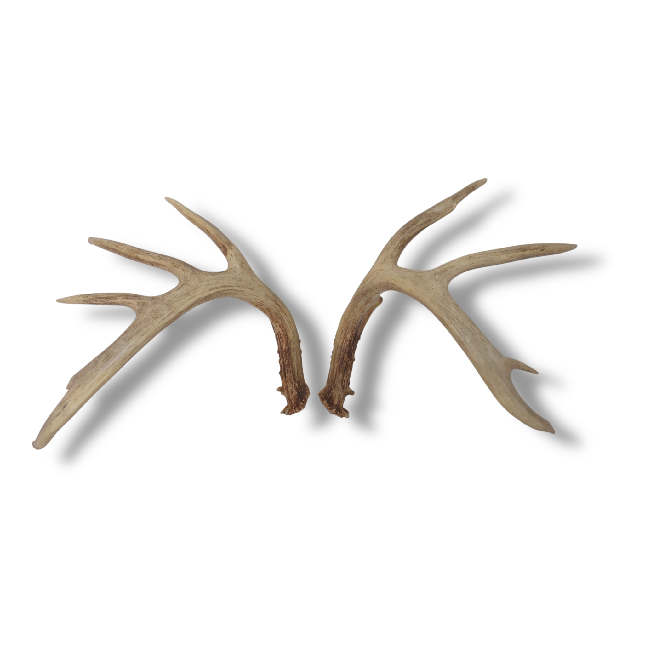 Whitetail Deer Antler Set | Large | 1