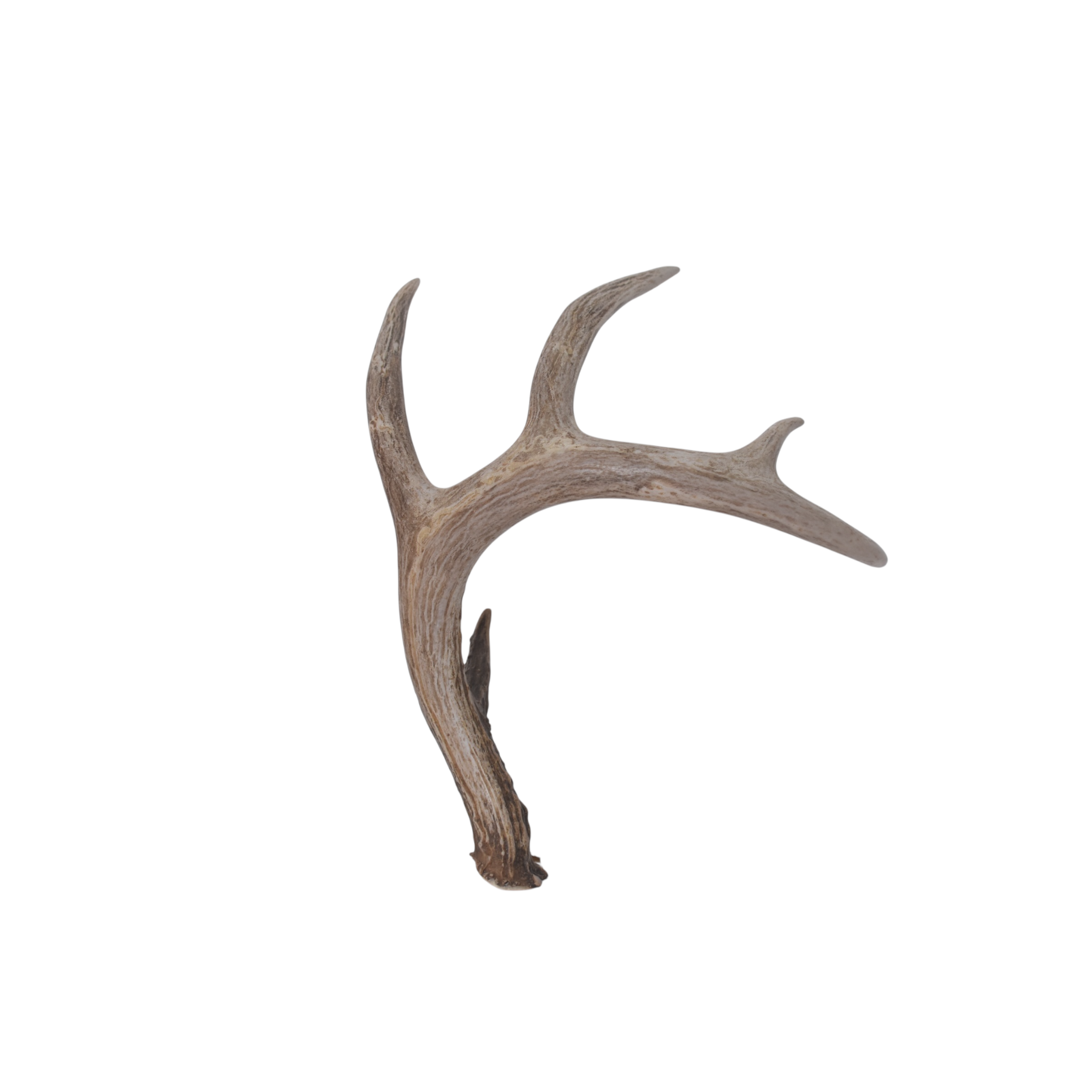 Whitetail Deer Antler | Medium Size | 5