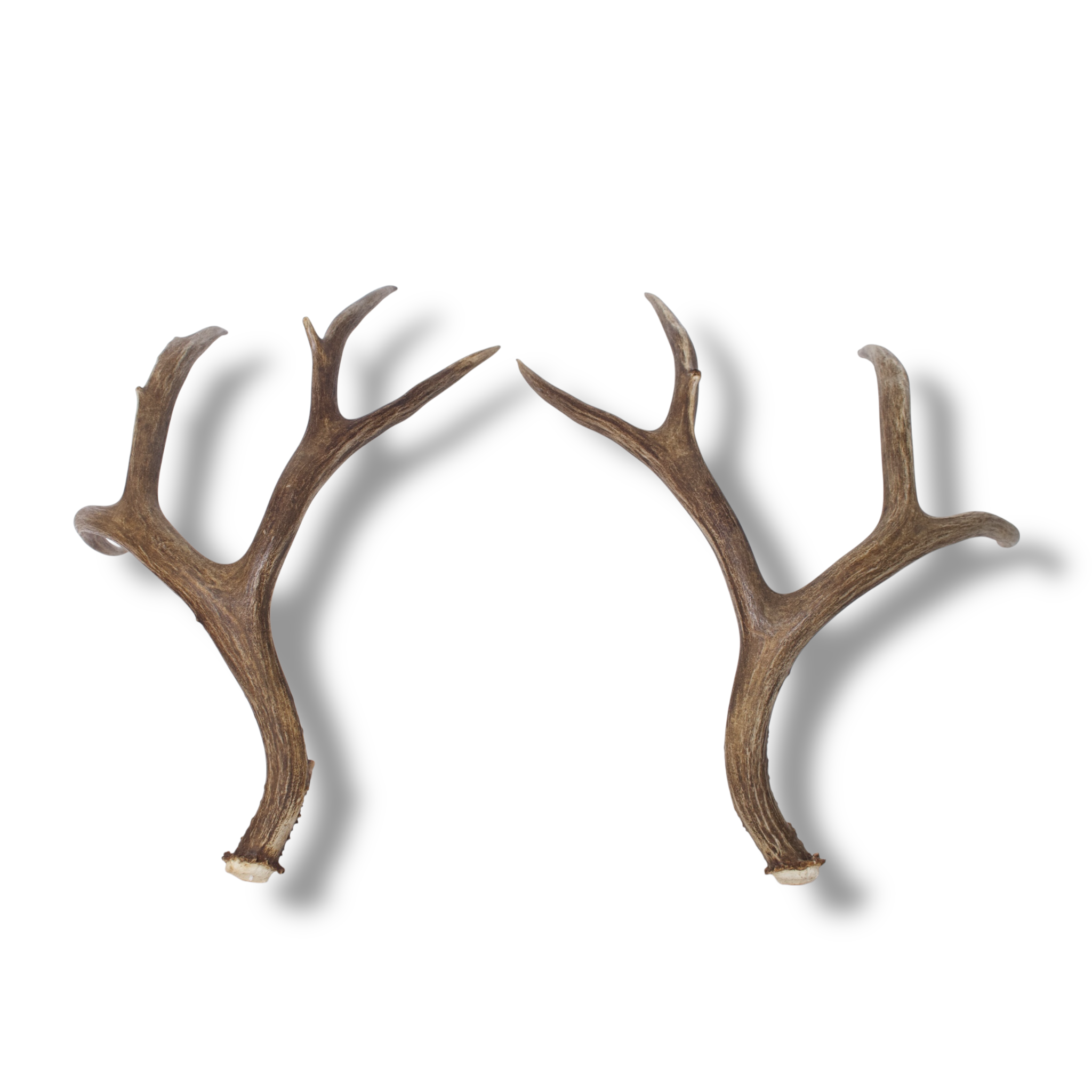 Mule Deer Antler Set | Large | 2