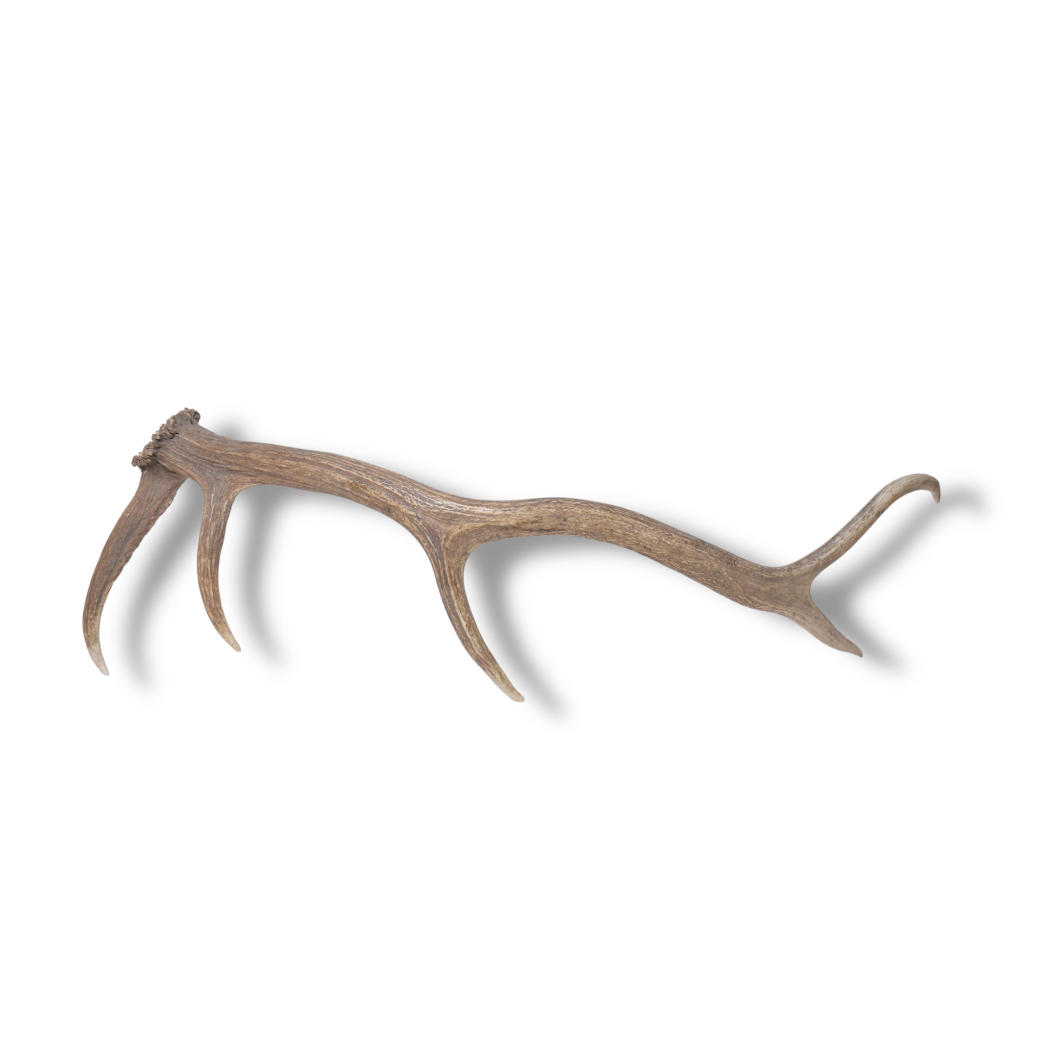 Elk Antler | Medium Size | 172