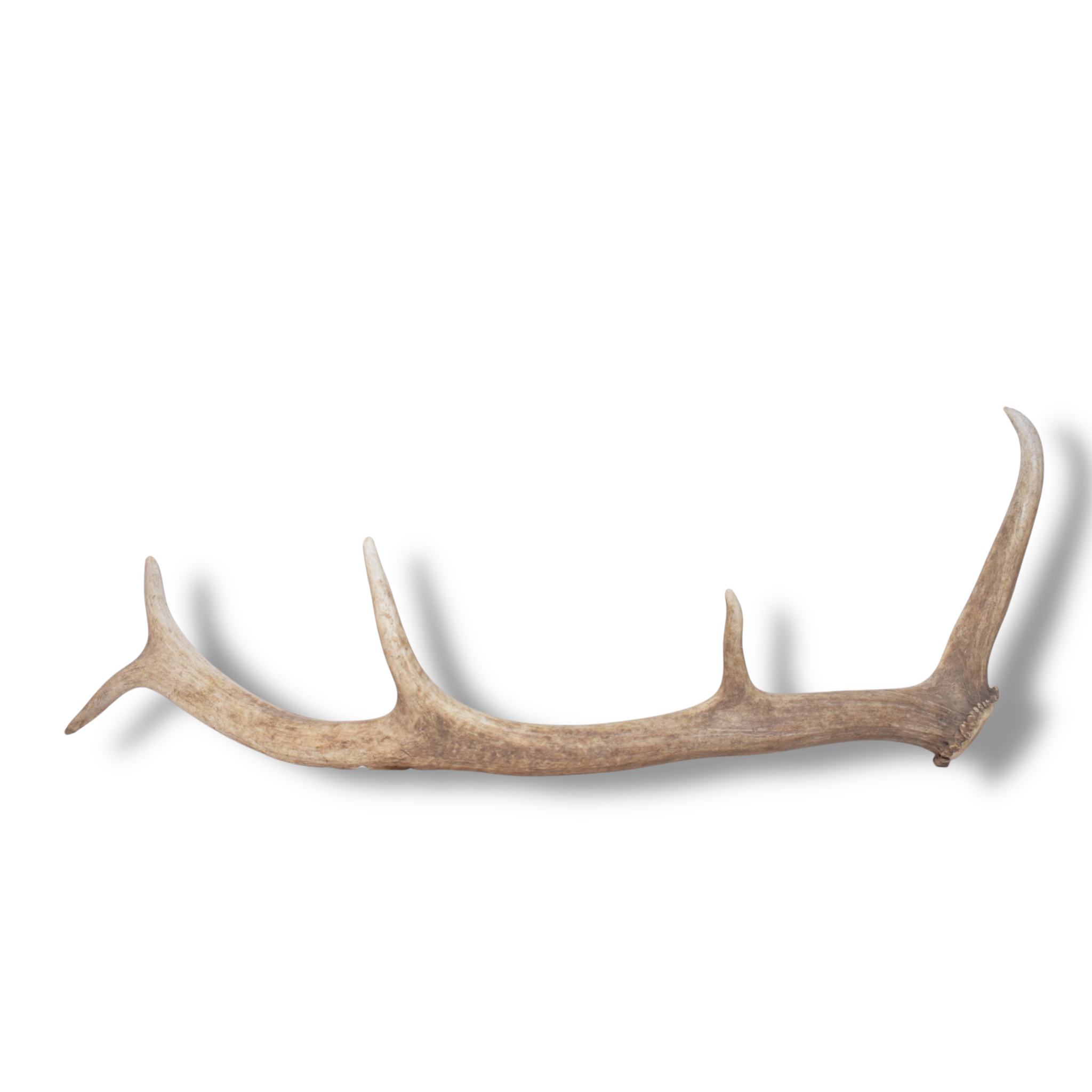 Elk Antler | Small Size | 173