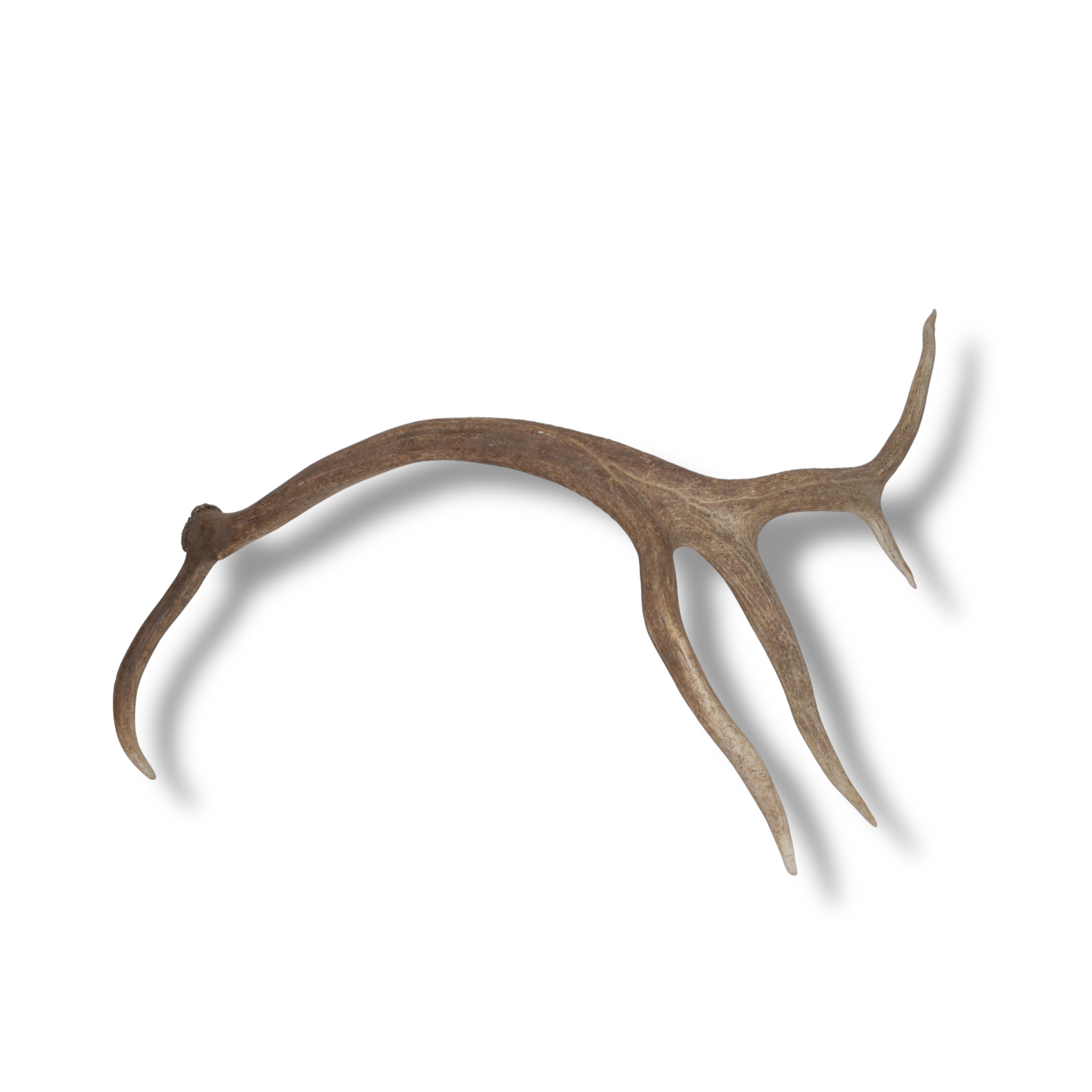 Elk Antler | Extra-Large Size | 175