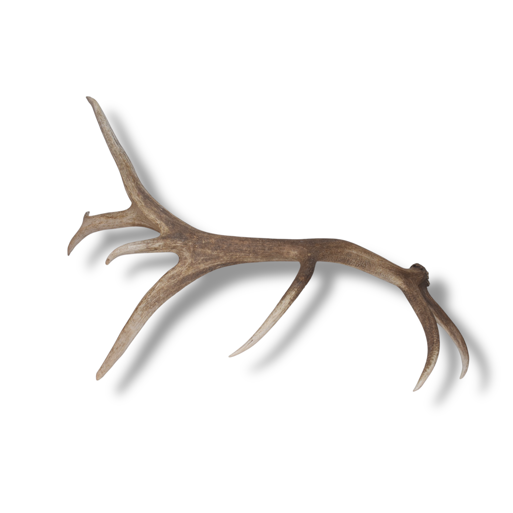 Elk Antler | Extra-Large Size | 176