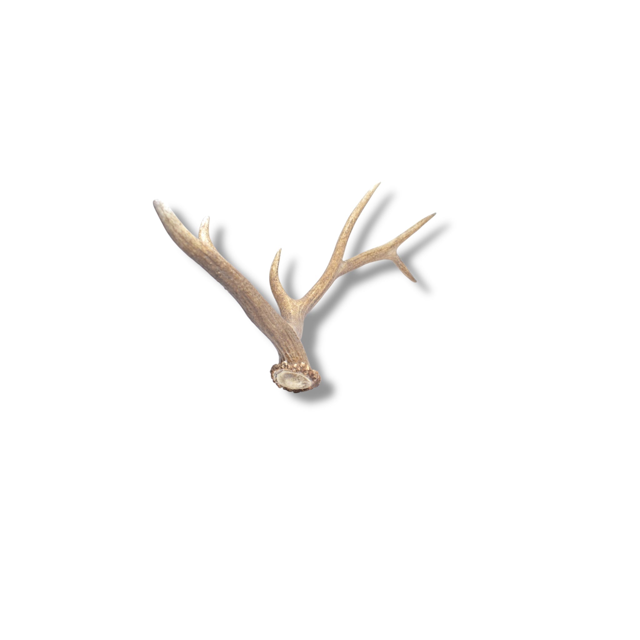Elk Antler | 36 | SOLD OUT