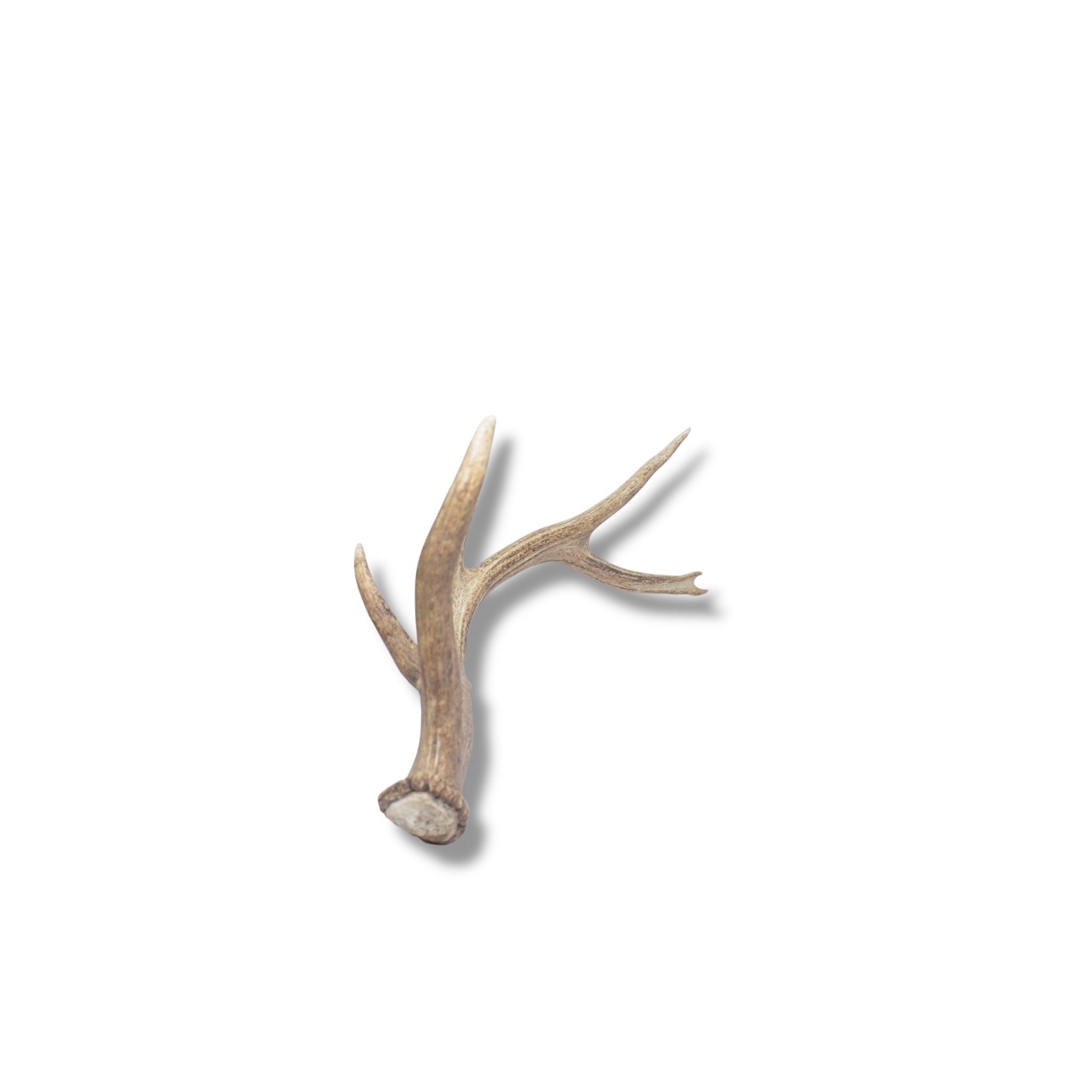 Elk Antler | Medium Size | 38