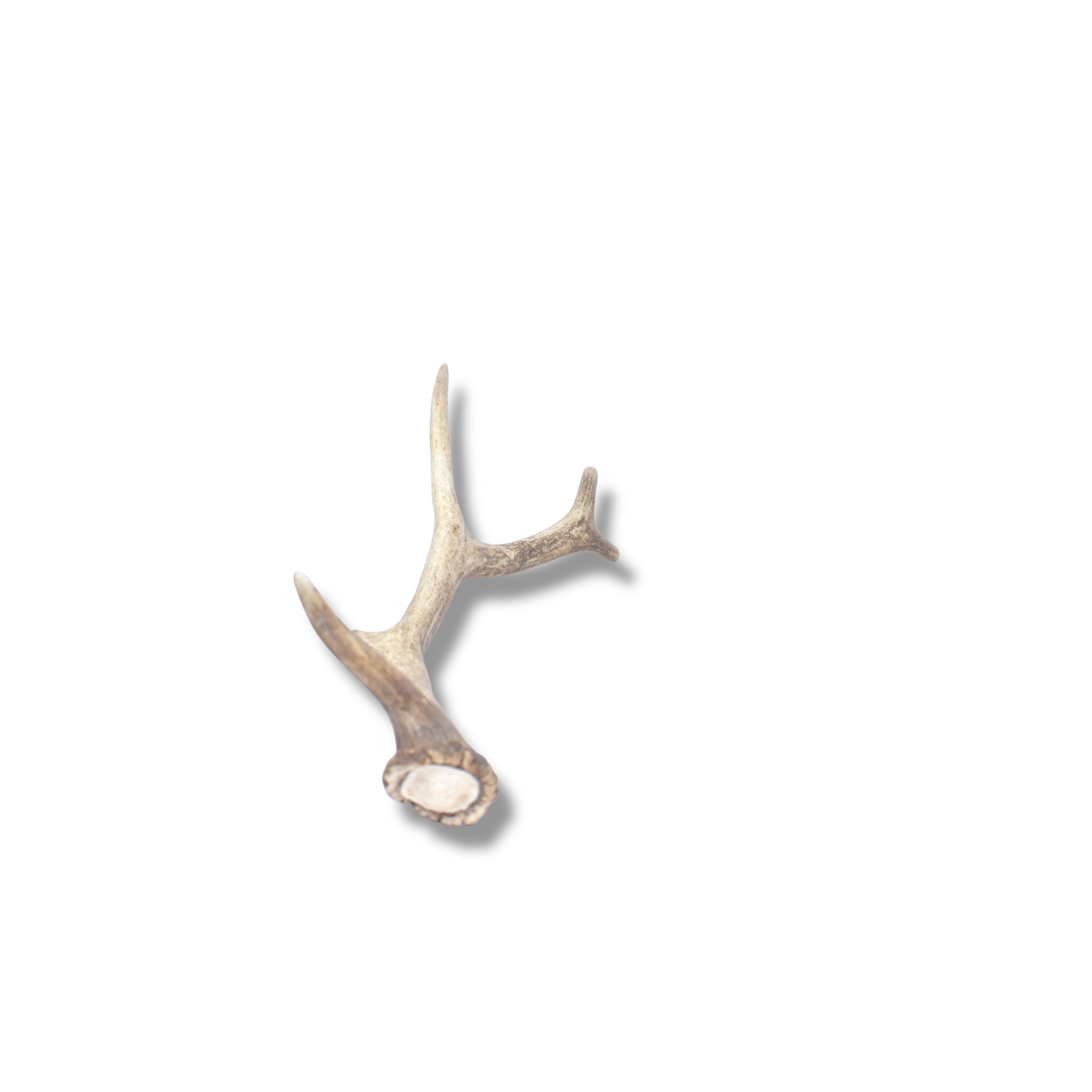 Elk Antler | Medium Size | 40
