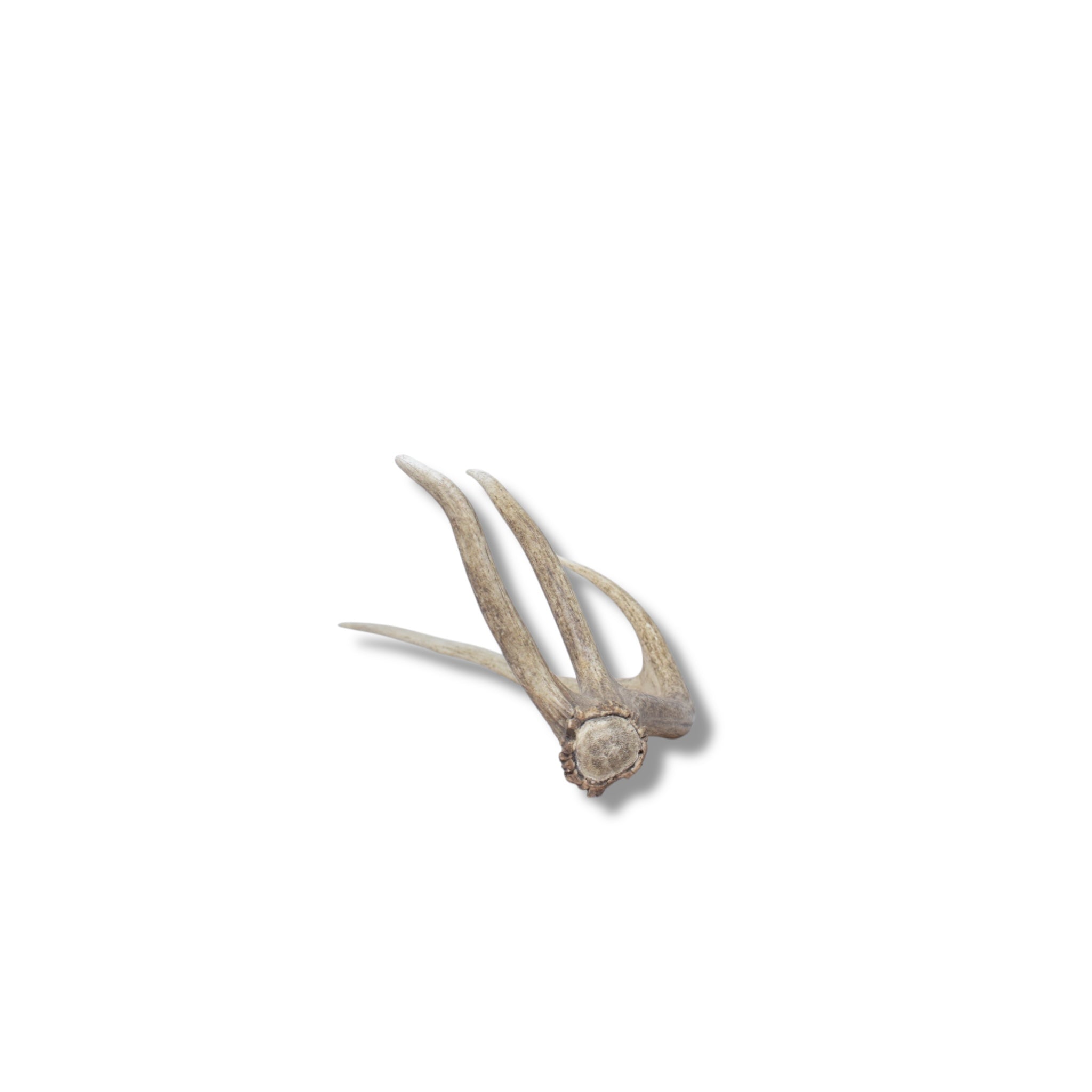 Elk Antler | Small Size | 43