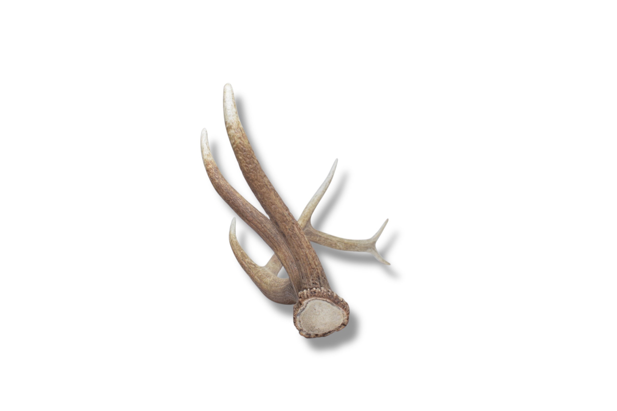 Elk Antler | Medium Size | 44