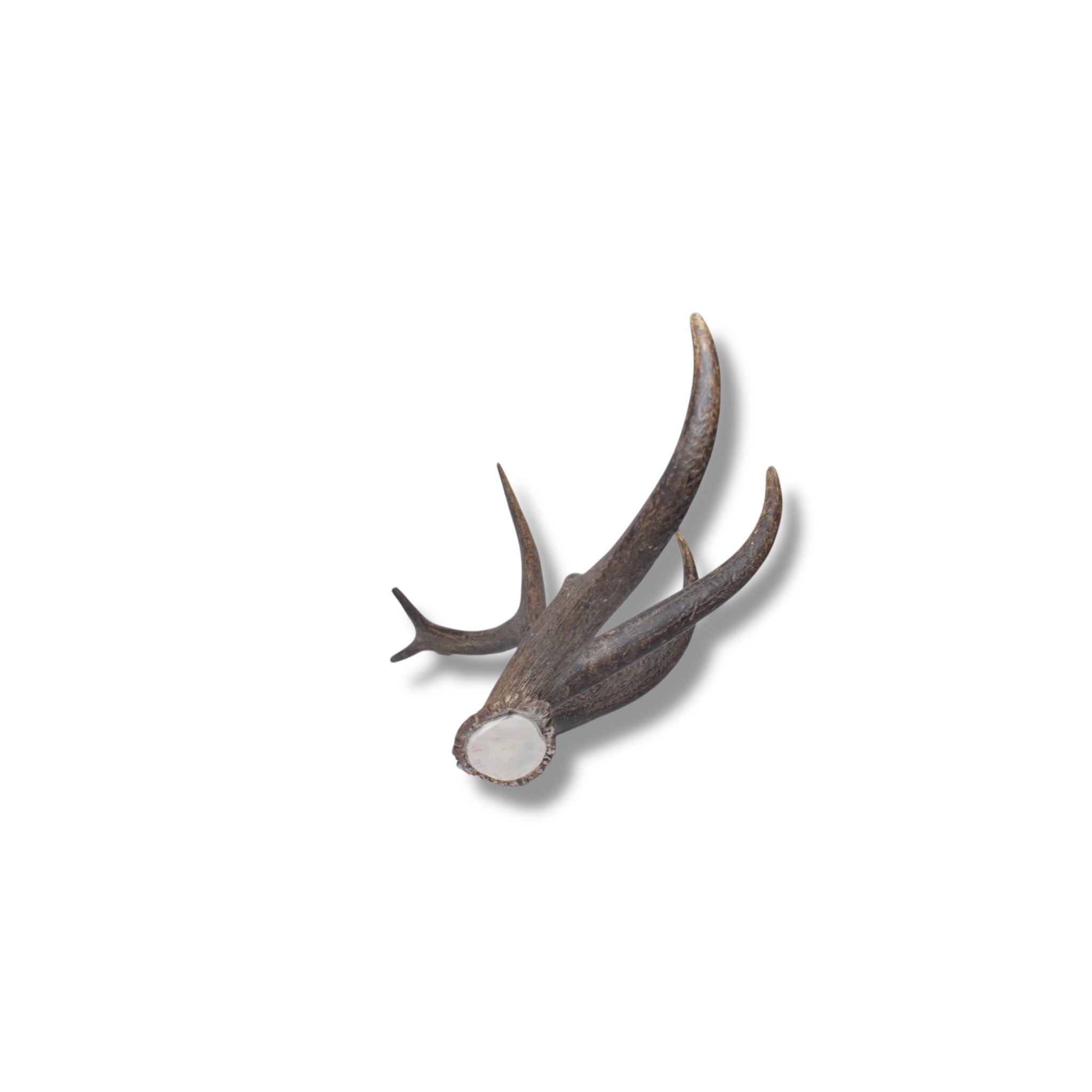 Elk Antler | Medium Size | 45