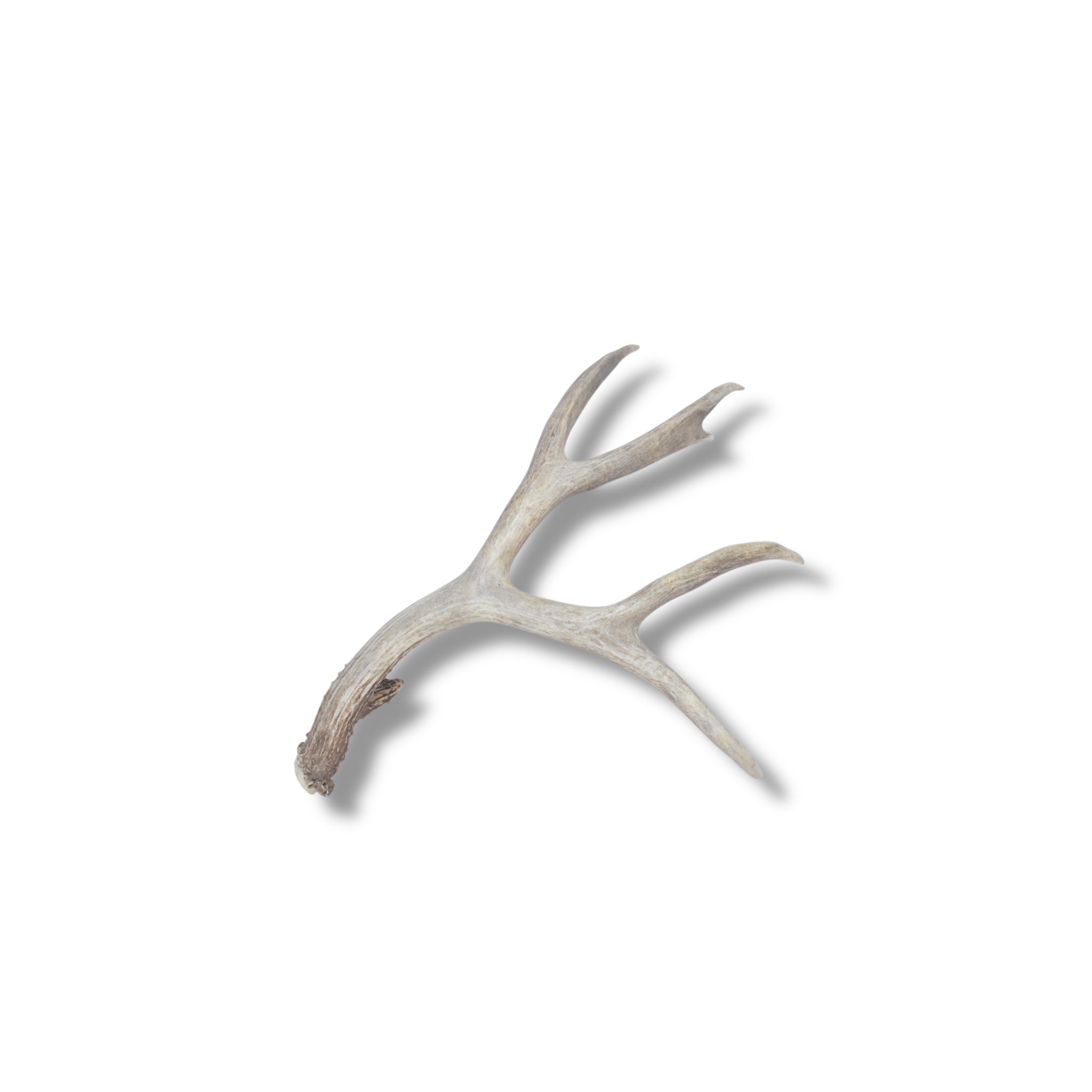 Mule Deer Antler | 04