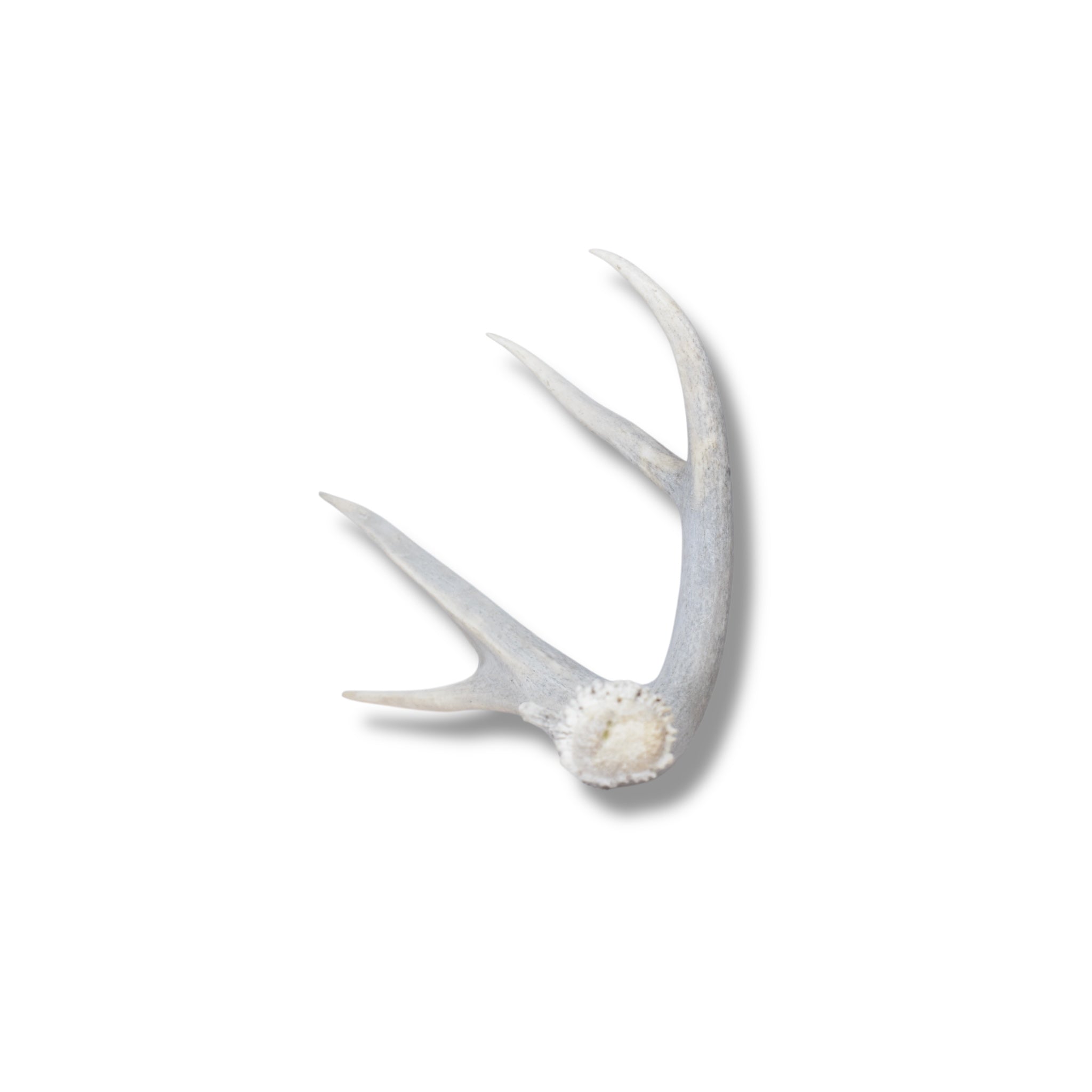 Mule Deer Antler | 05