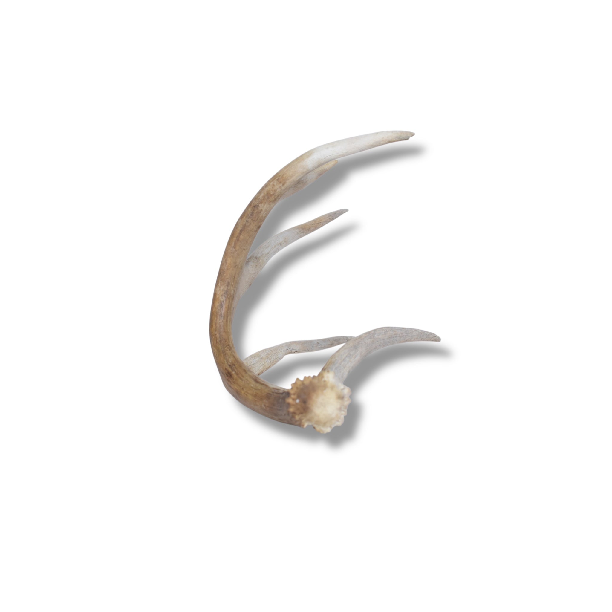 Whitetail Deer Antler | 02 | SOLD OUT