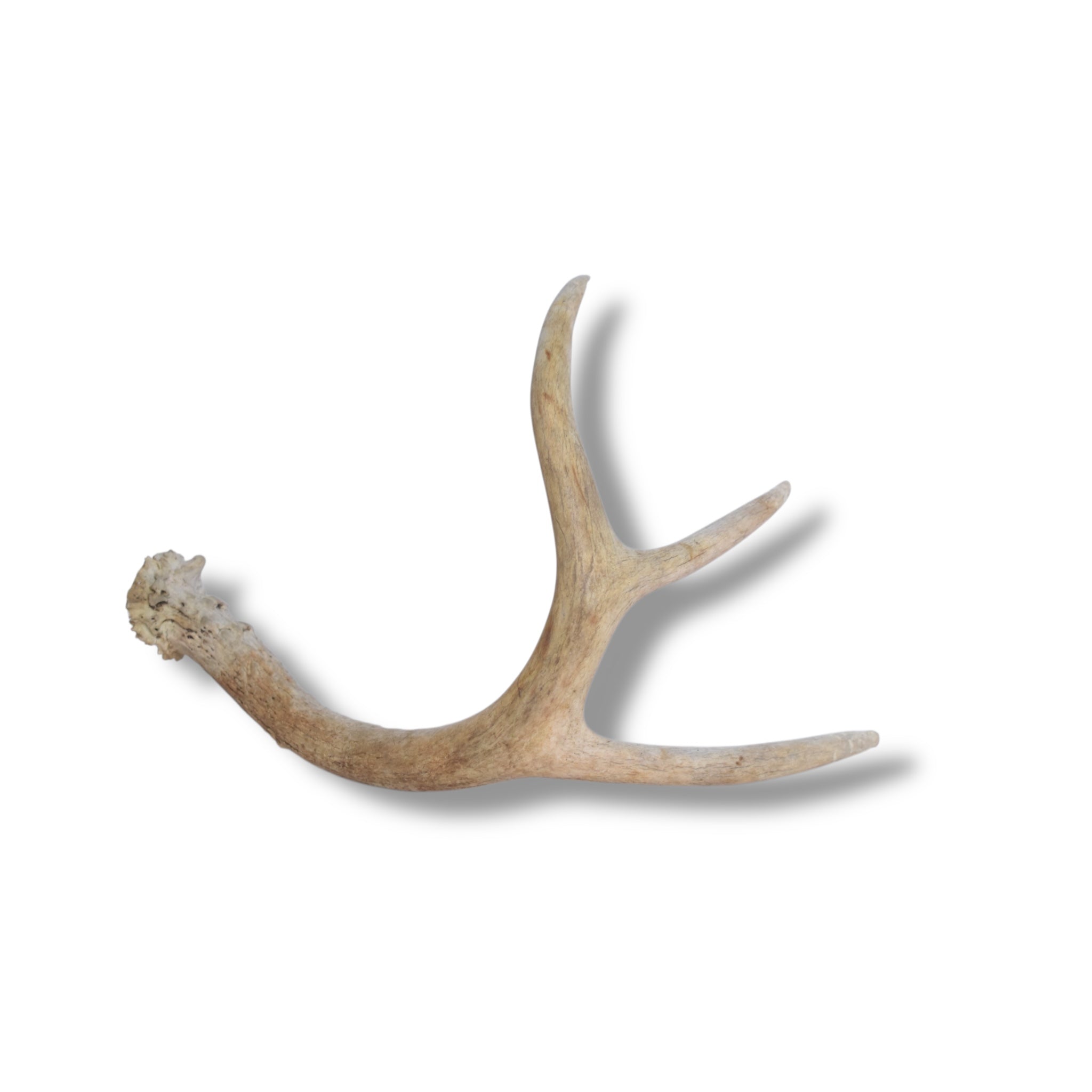 Whitetail Deer Antler | 03 | SOLD OUT