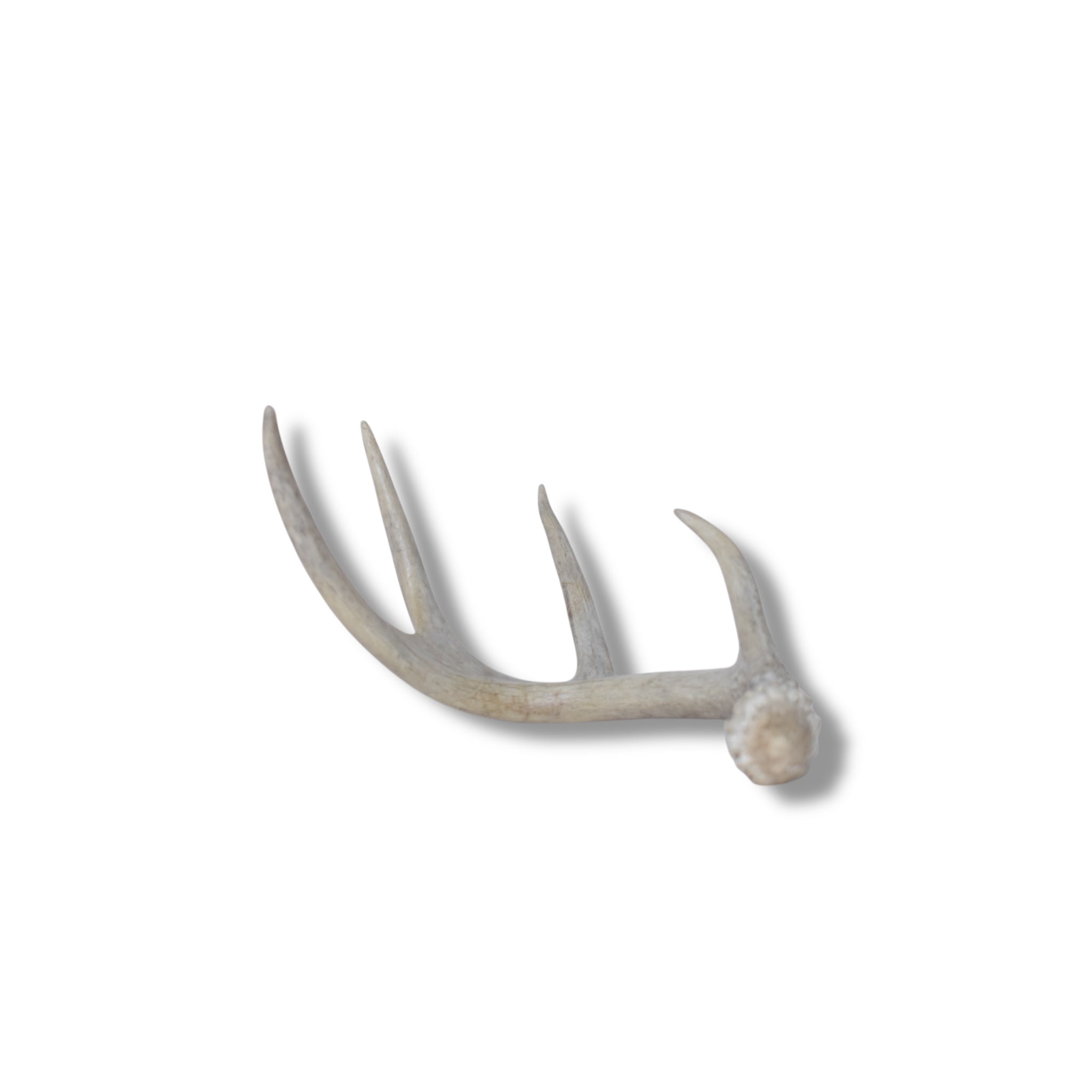 Whitetail Deer Antler | 01 | SOLD OUT