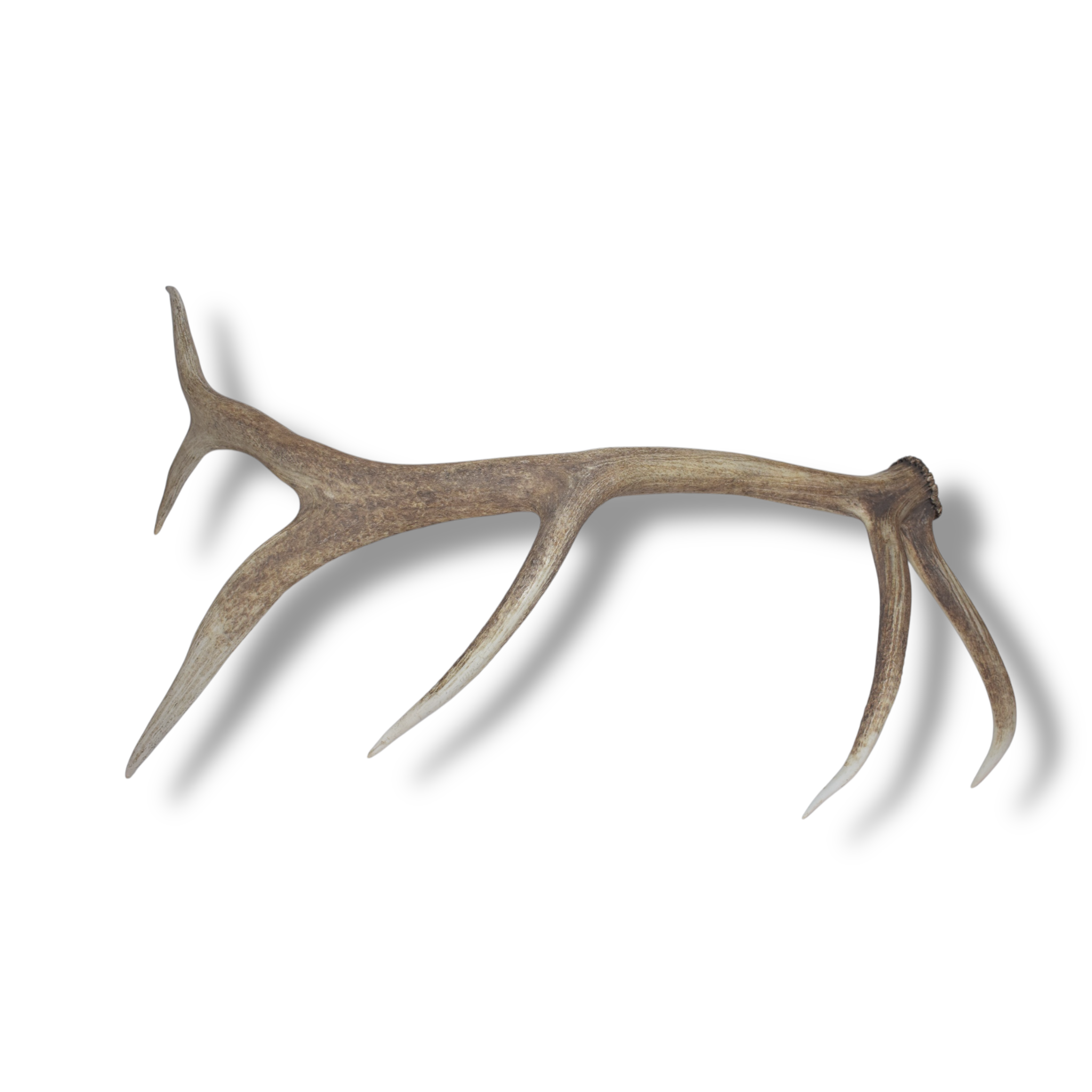 Elk Antler | 23 | SOLD OUT