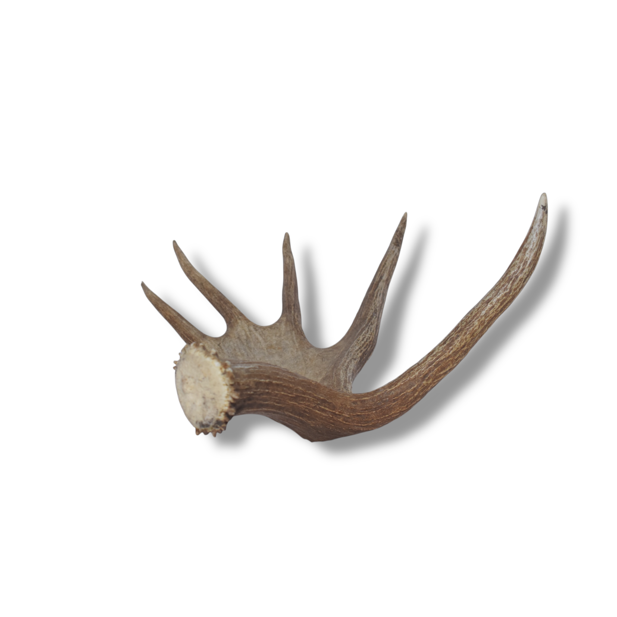 Moose Antler | Small Size | 01