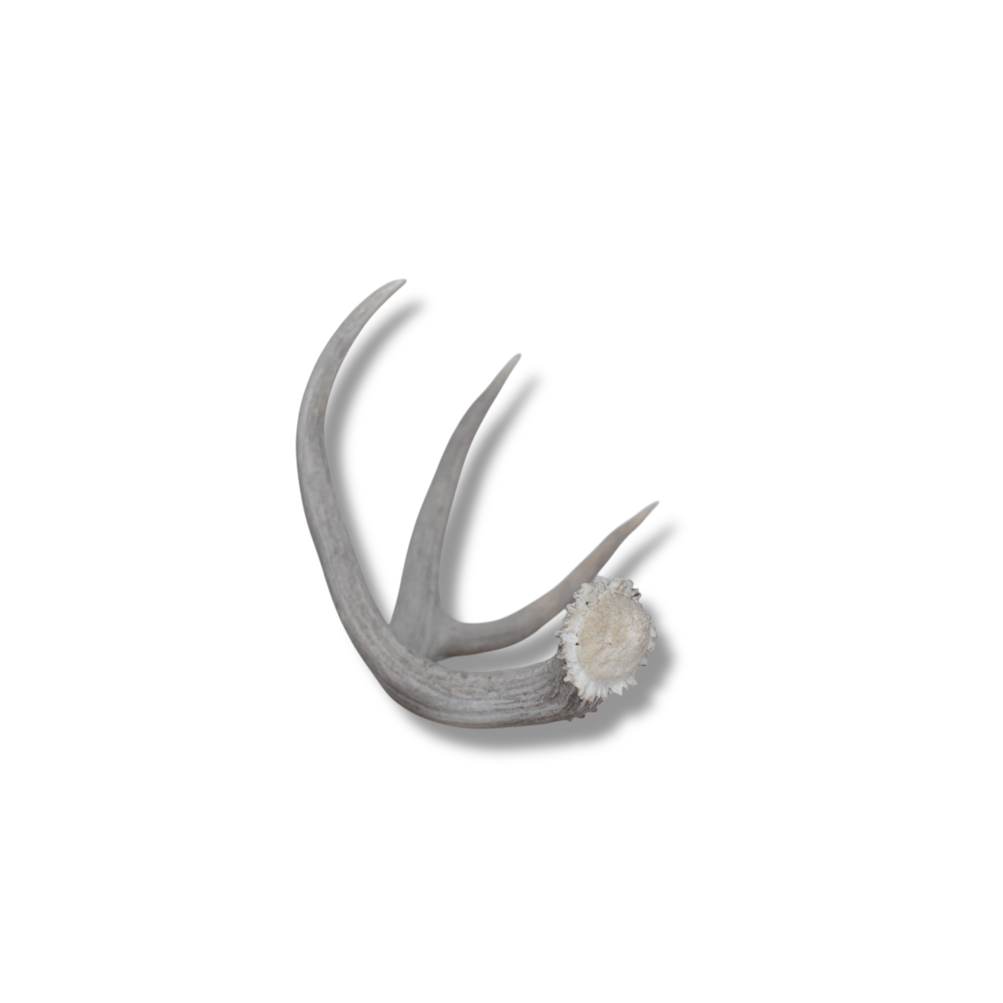 Mule Deer Antler | Large Size | 12