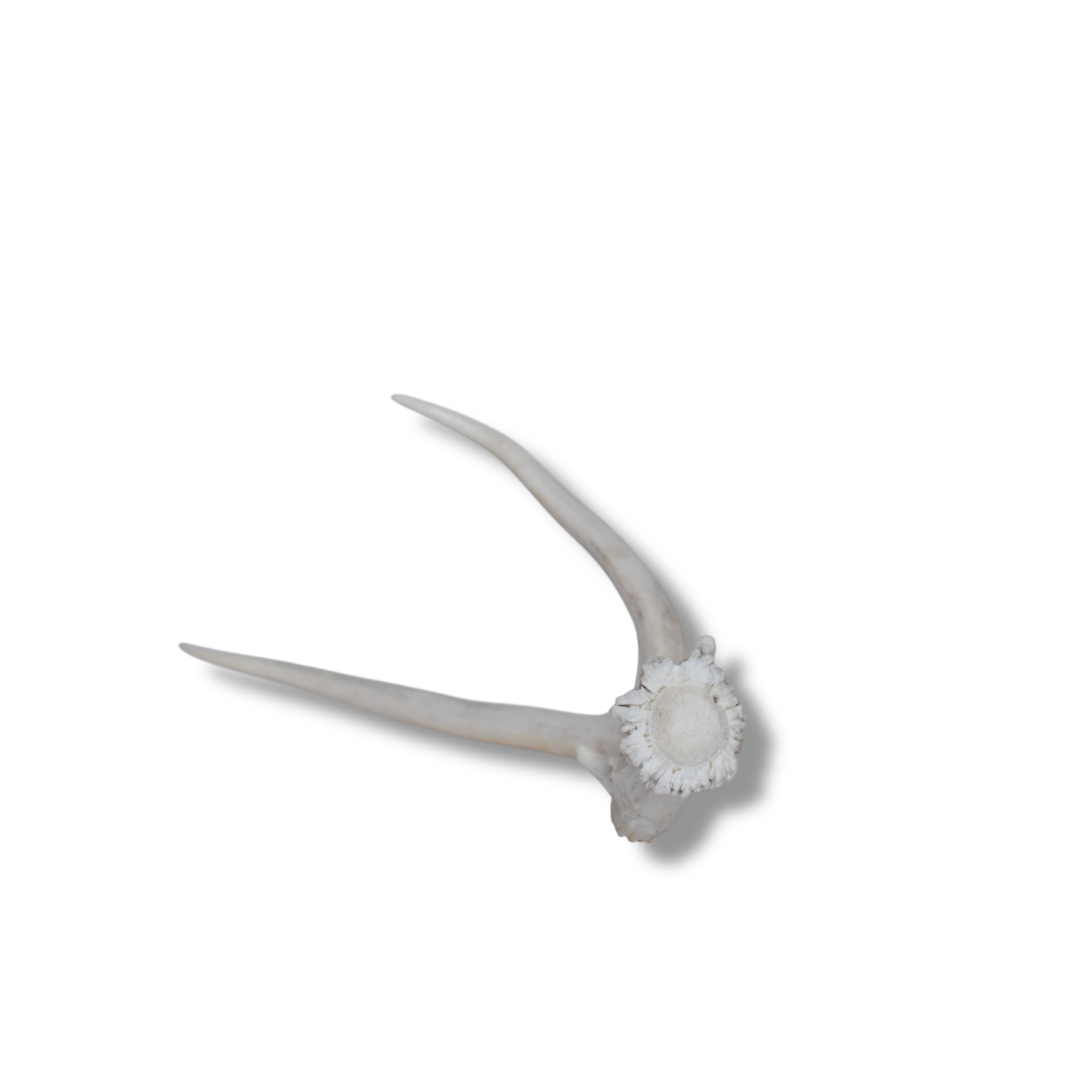 Mule Deer Antler | 14