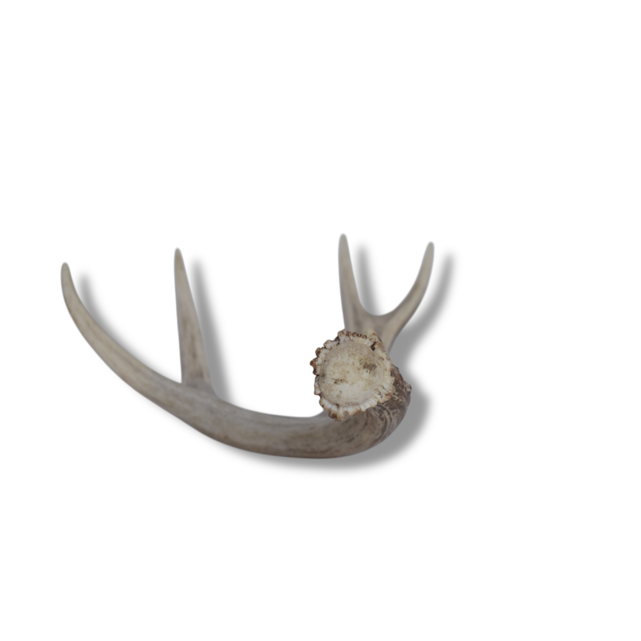Mule Deer Antler | 13 | SOLD OUT