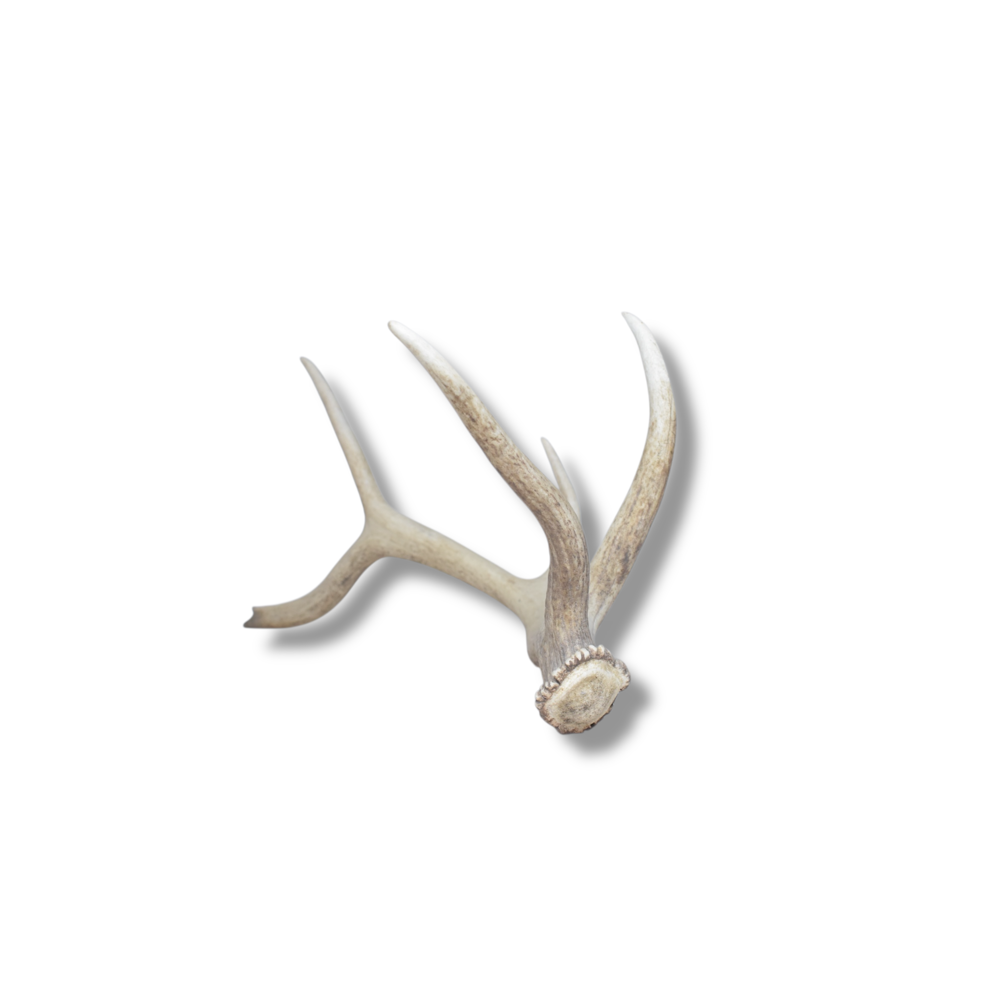 Elk Antler | Medium Size | 51