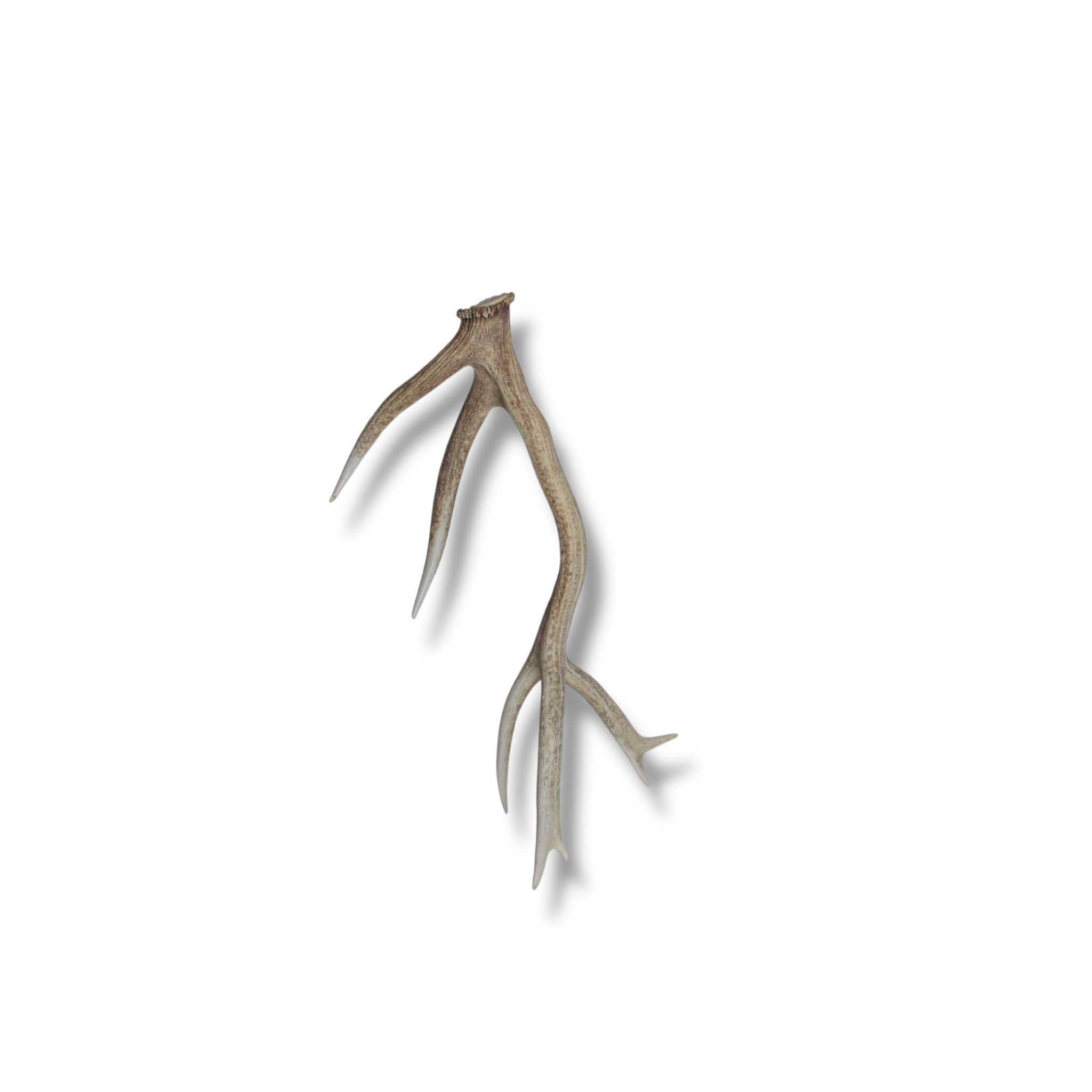 Elk Antler | 02 | SOLD OUT