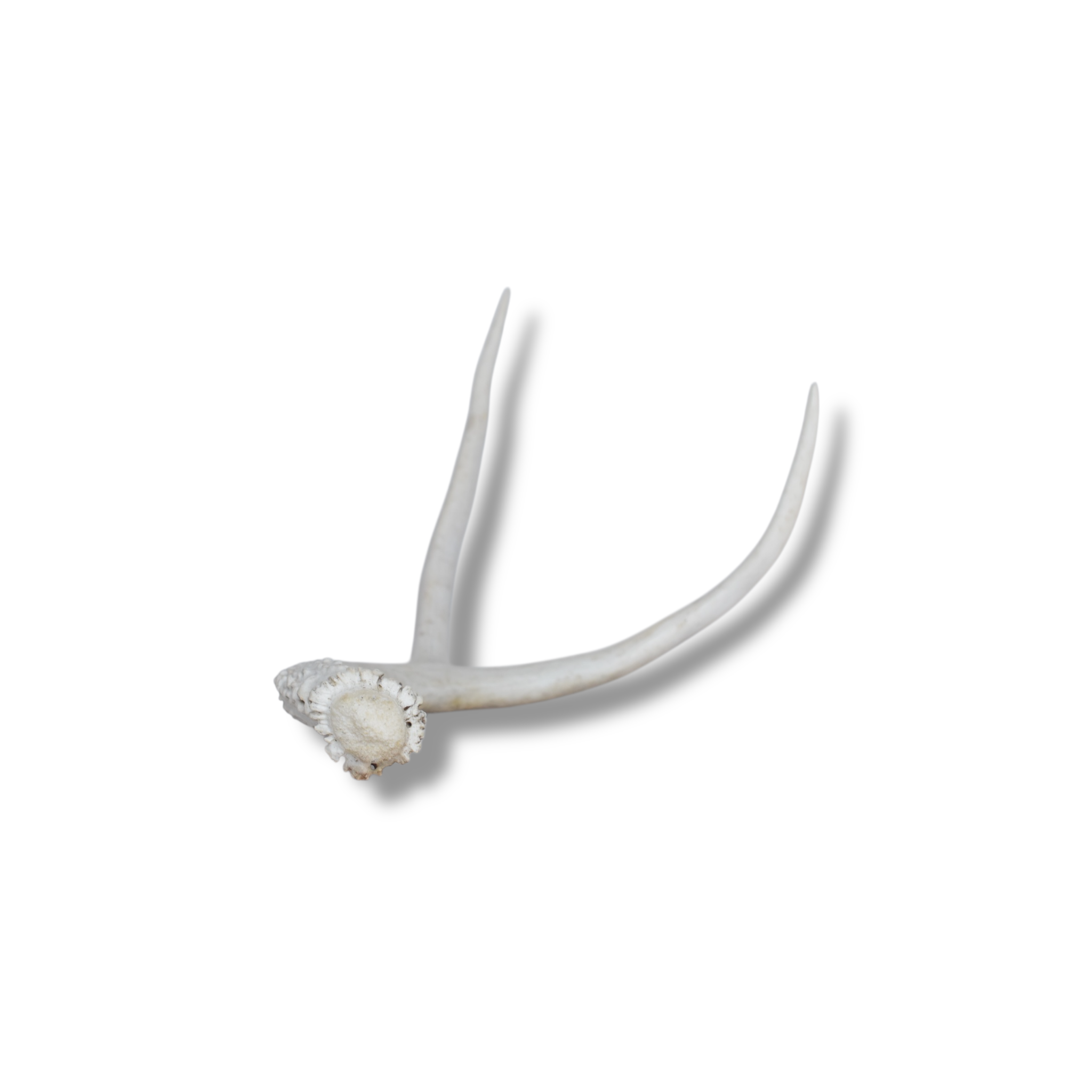 Mule Deer Antler | Medium Size | 15