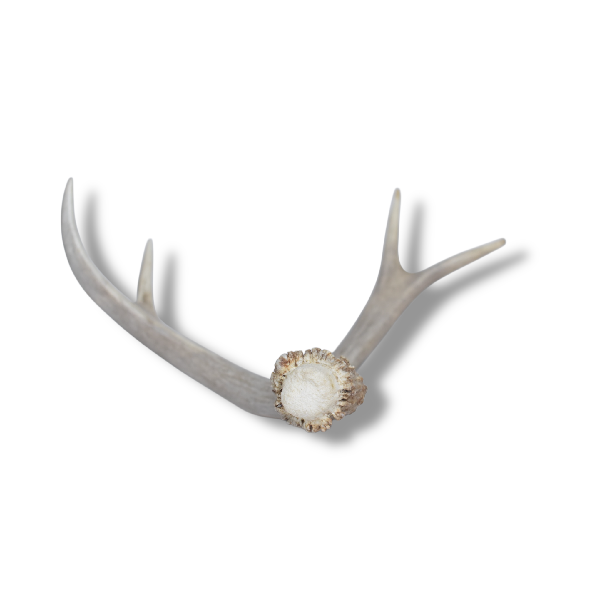 Mule Deer Antler | Small Size | 20