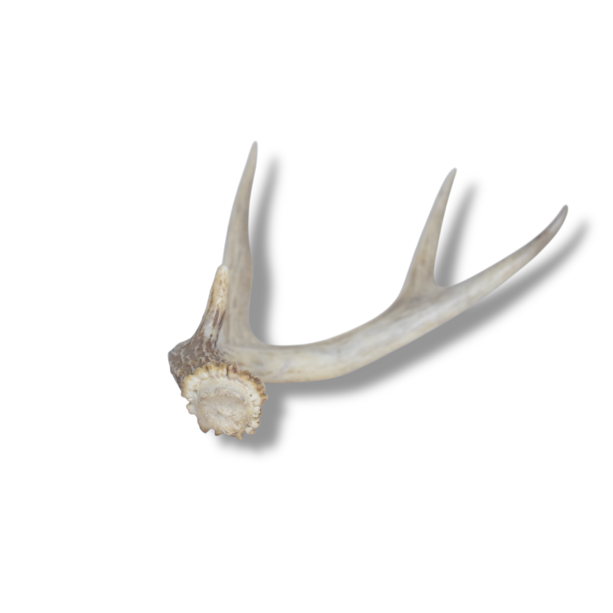 Whitetail Deer Antler | Small Size | 05