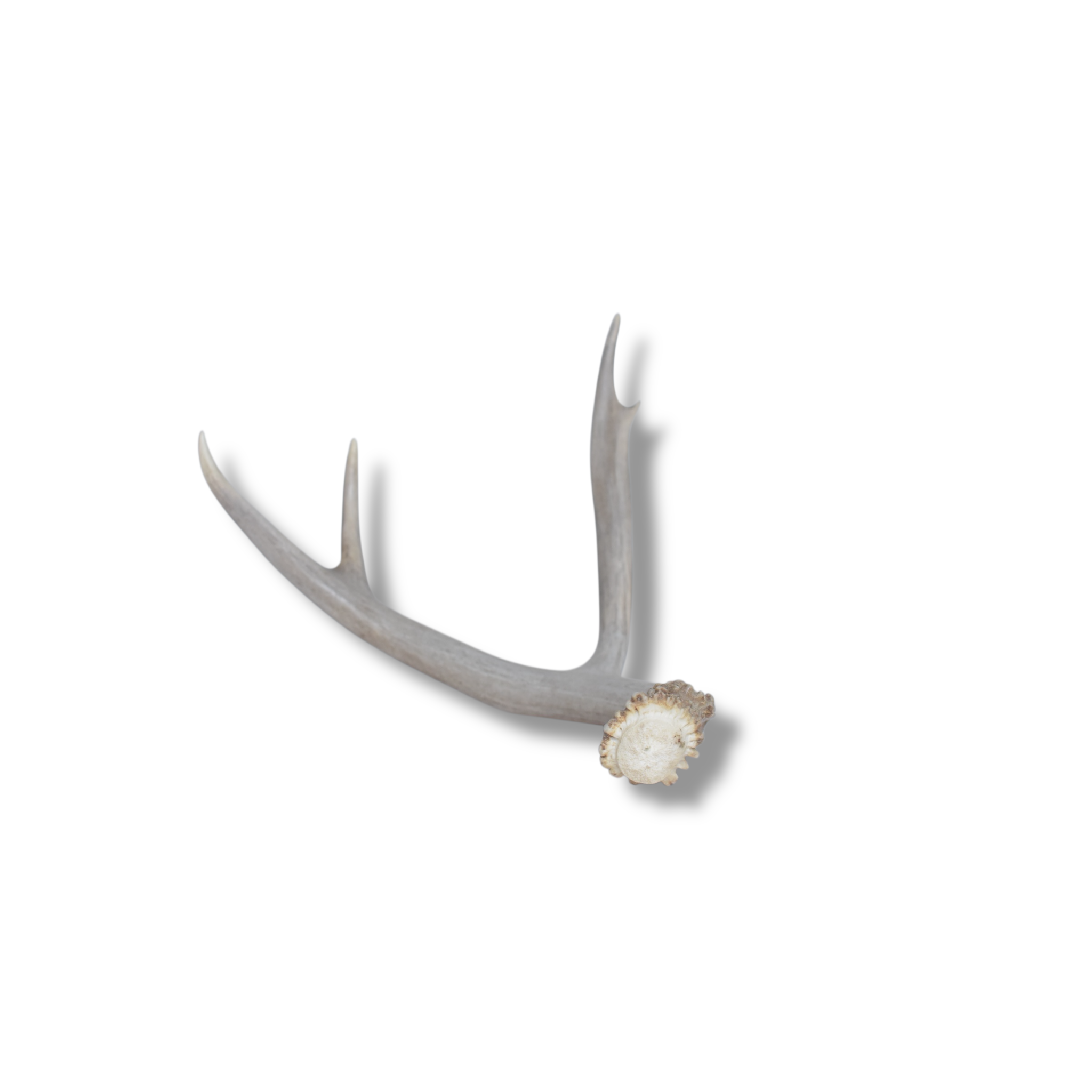 Mule Deer Antler | Small Size | 09