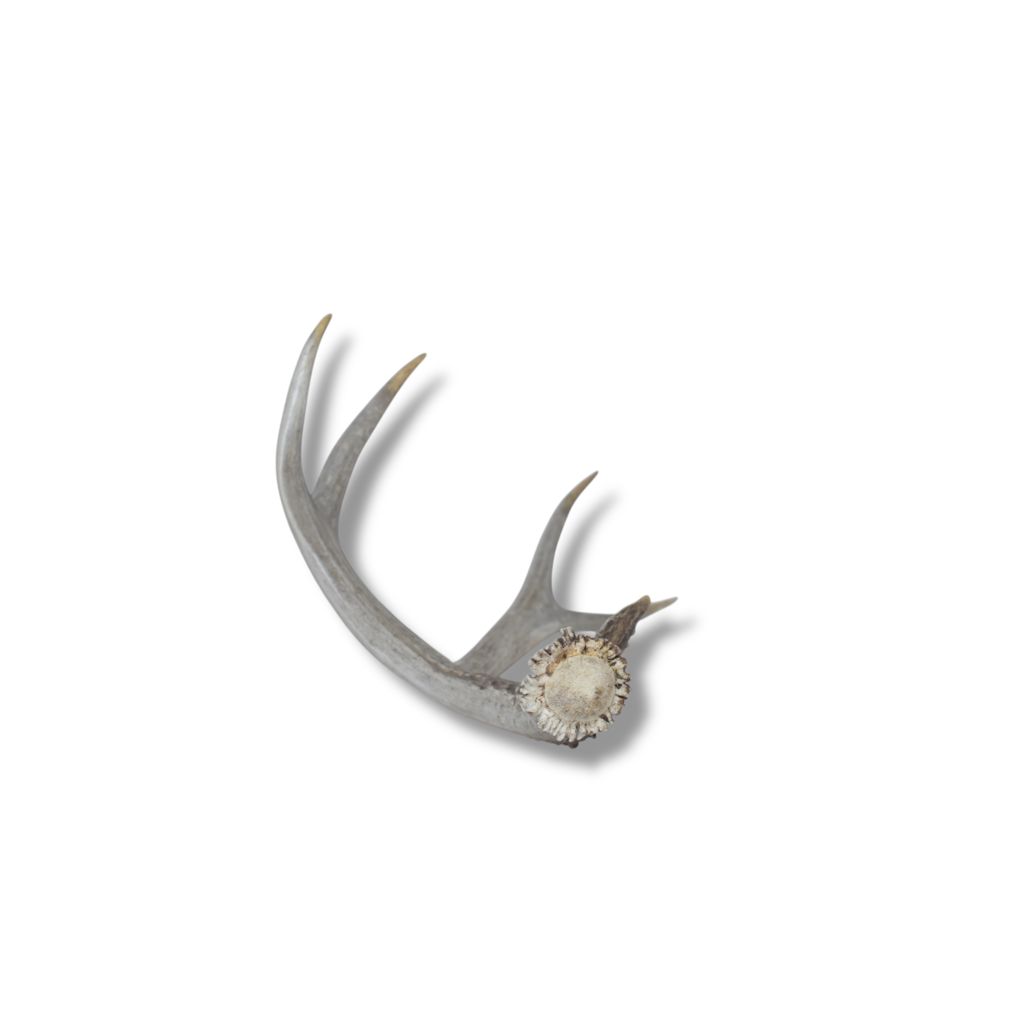 Mule Deer Antler | Medium Size | 11