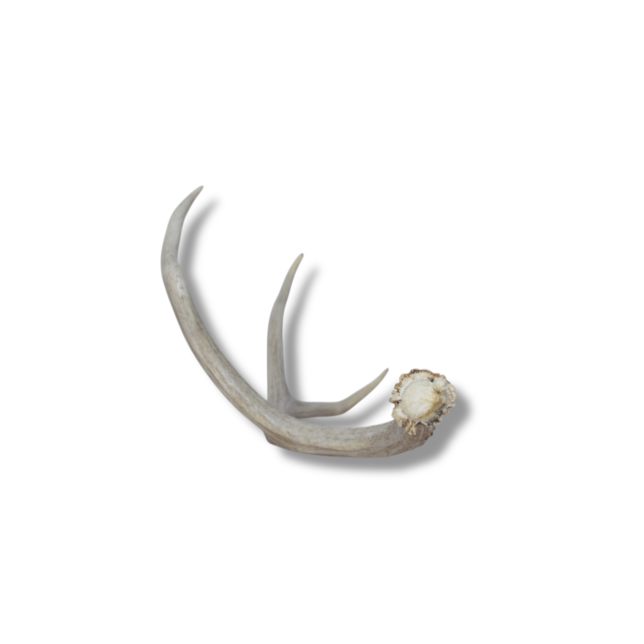 Mule Deer Antler | Medium Size | 10