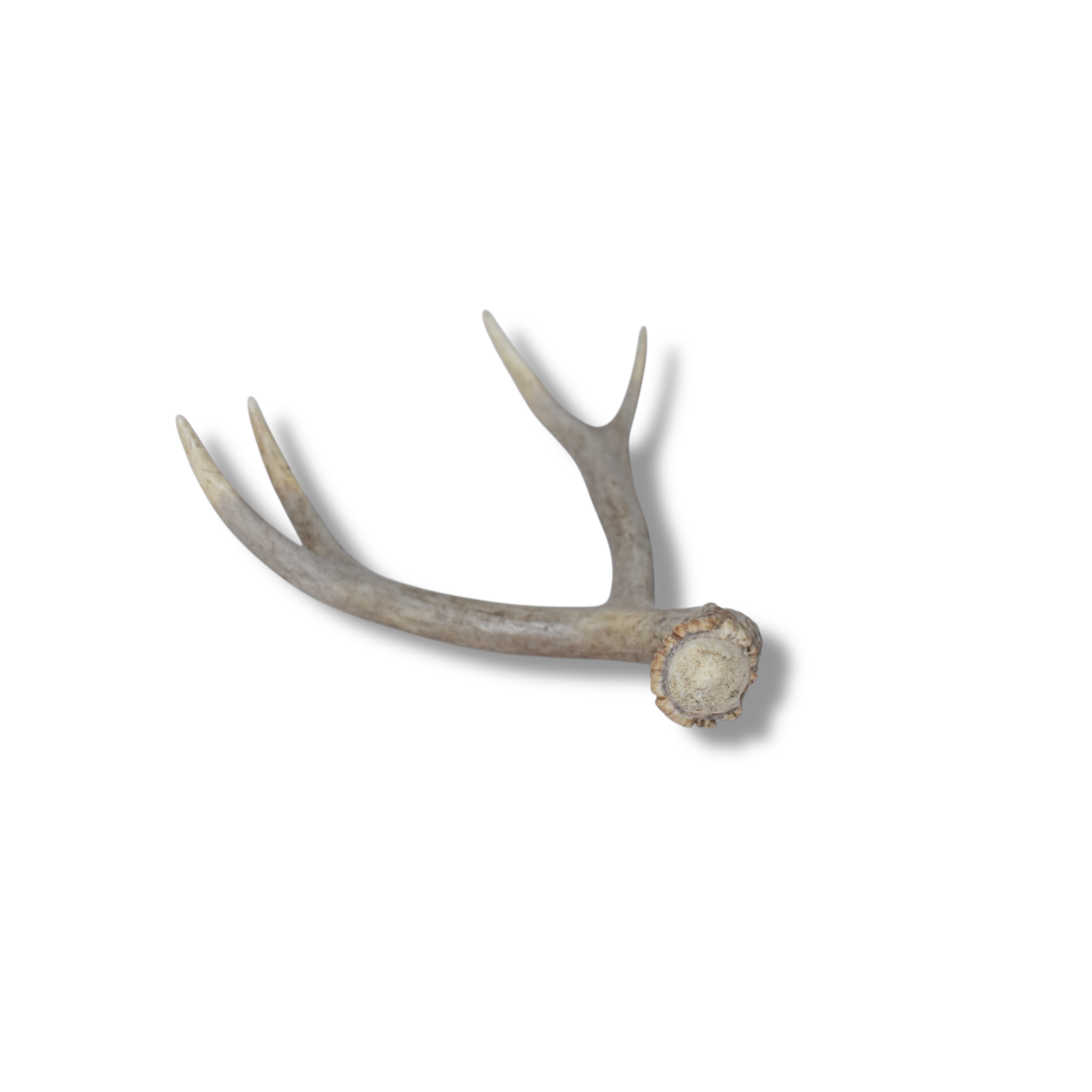 Mule Deer Antler | Small Size | 17