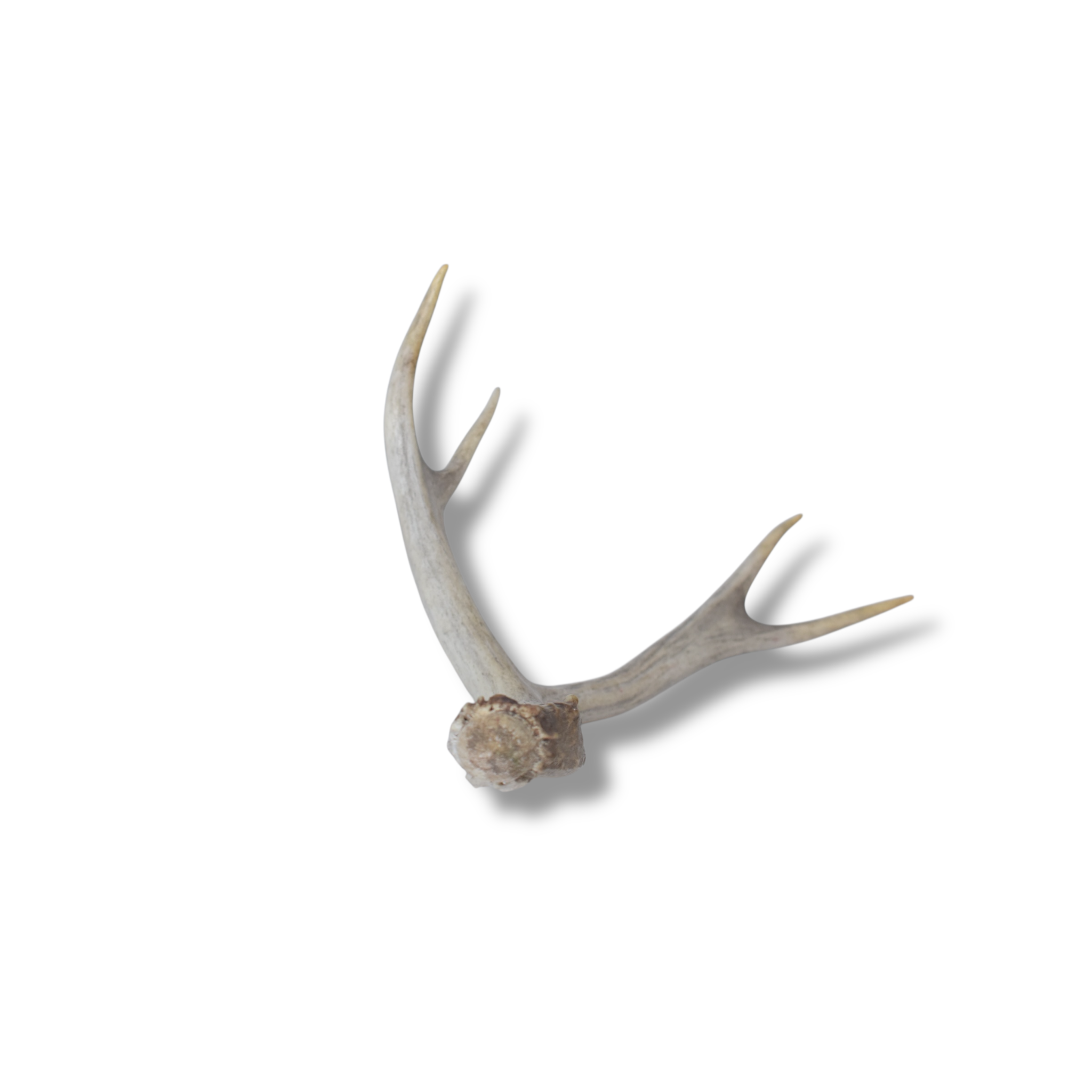 Mule Deer Antler | Medium Size | 08