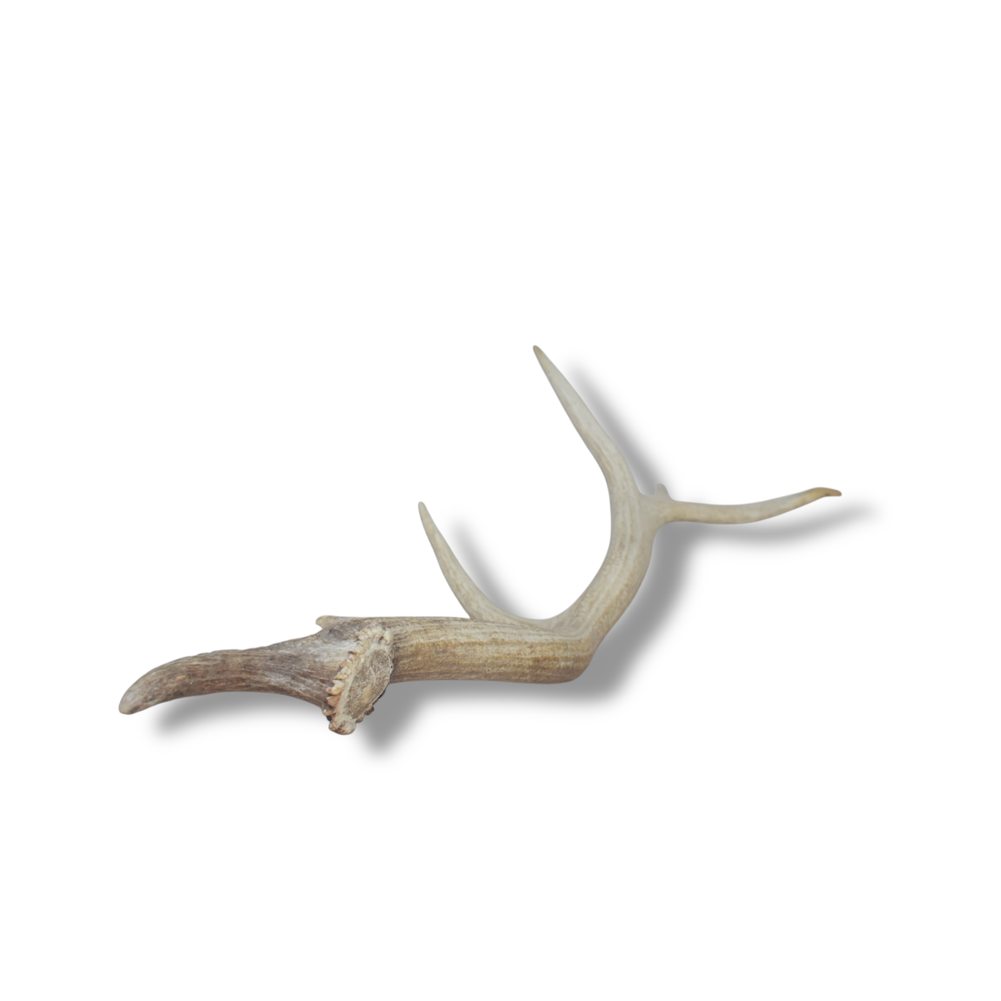 Elk Antler | Medium Size | 27