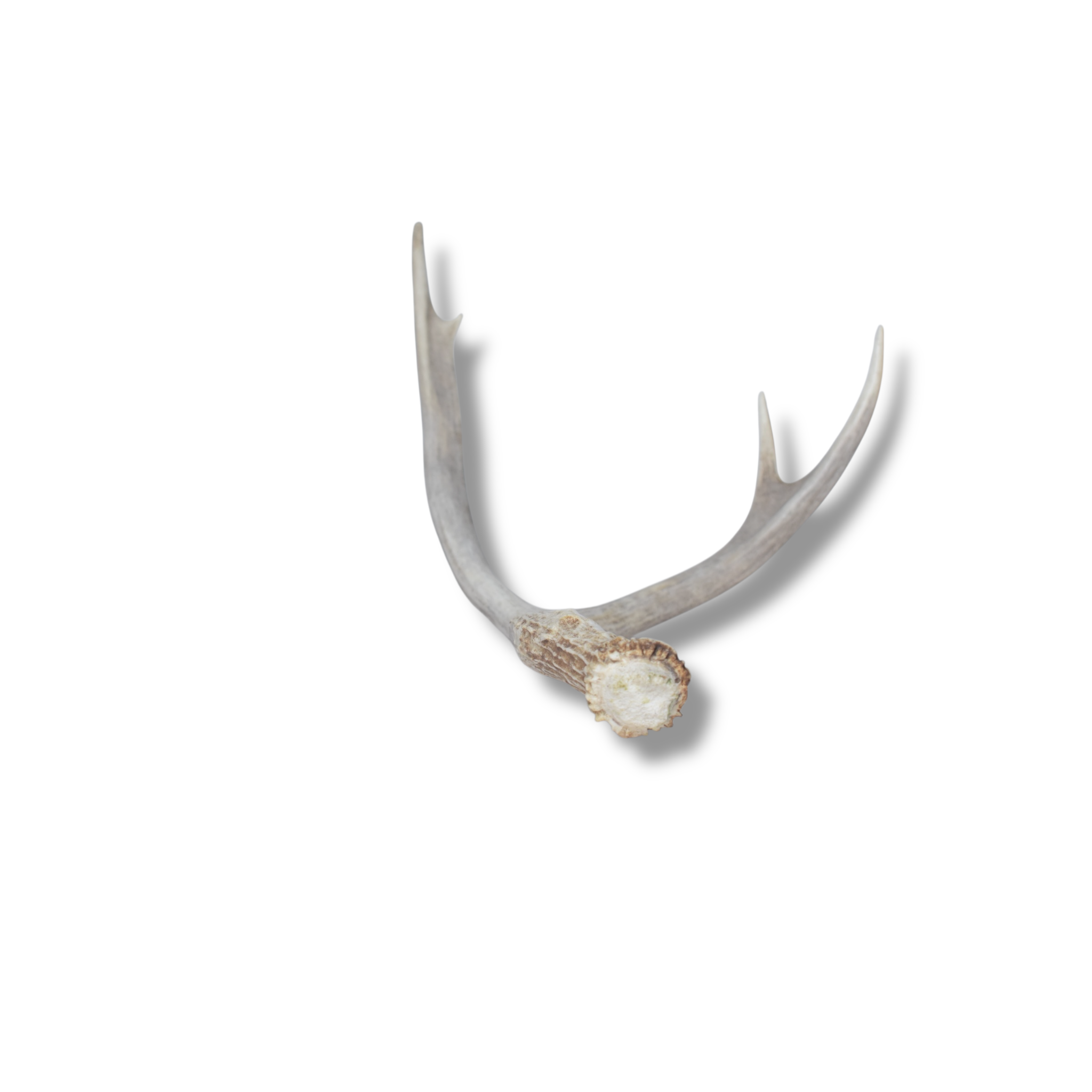 Mule Deer Antler | Medium Size | 29